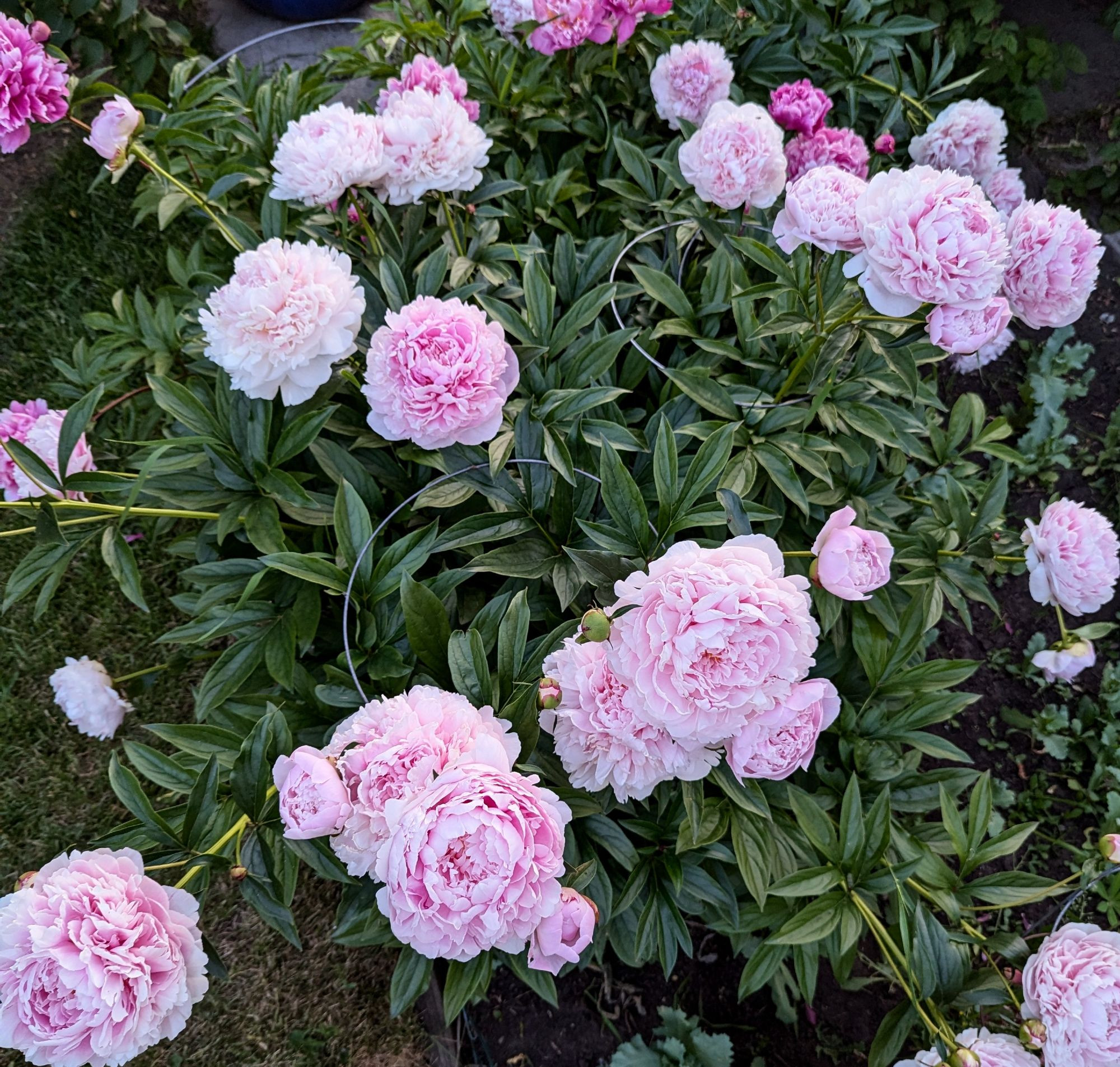 My pink peonies in full bloom.