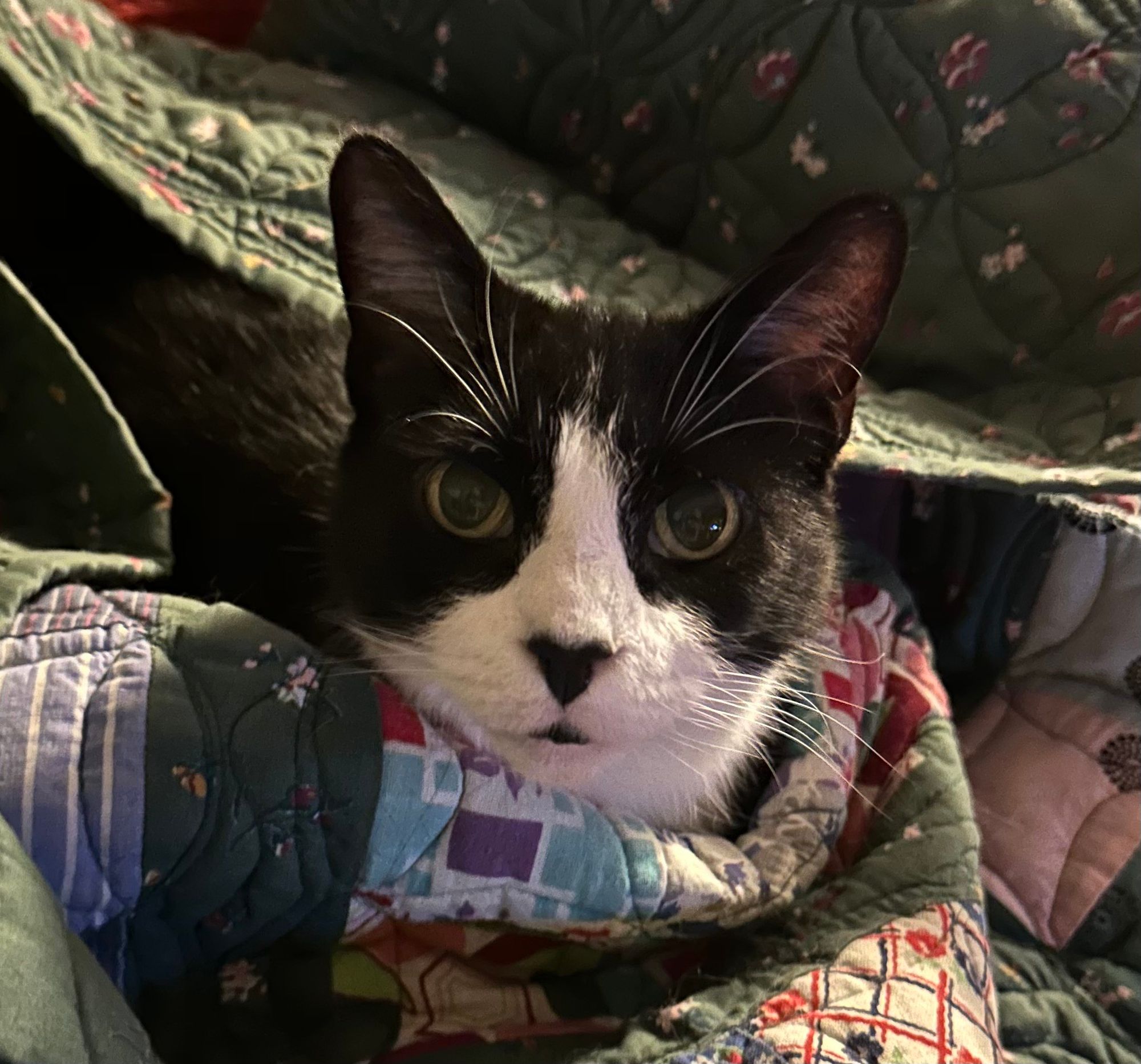 A tuxedo cat with a black nose looking at the camera while nestled into a green quilt. Only her head is visible.