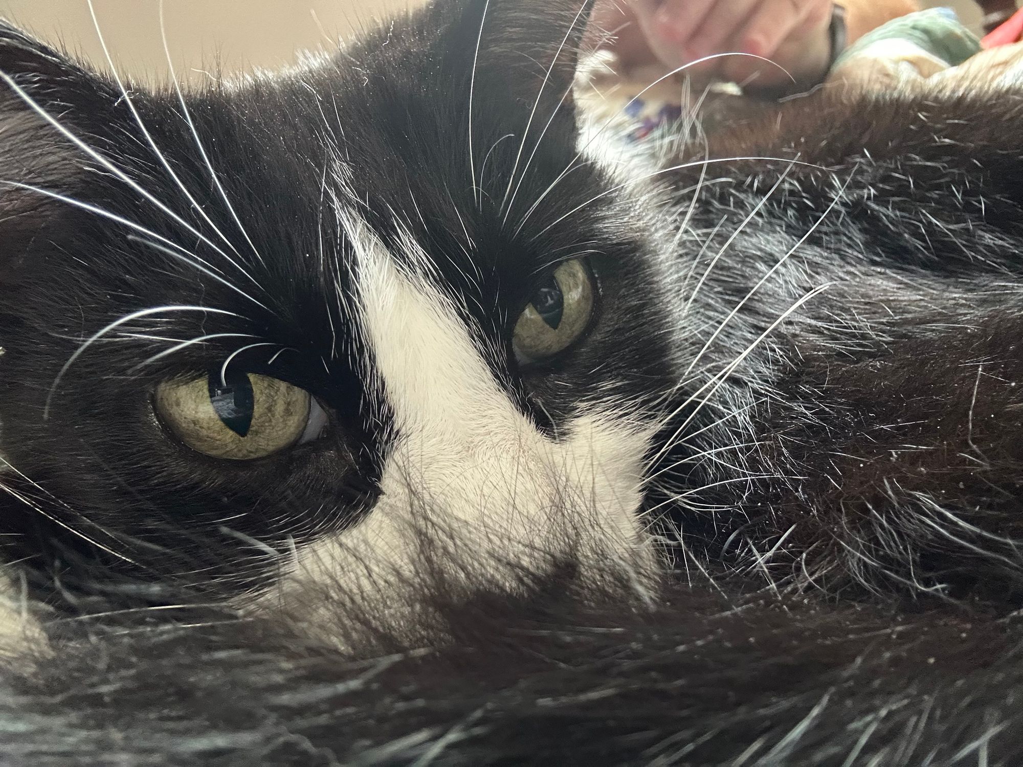 A close up picture of a black and white cat looking at the camera 