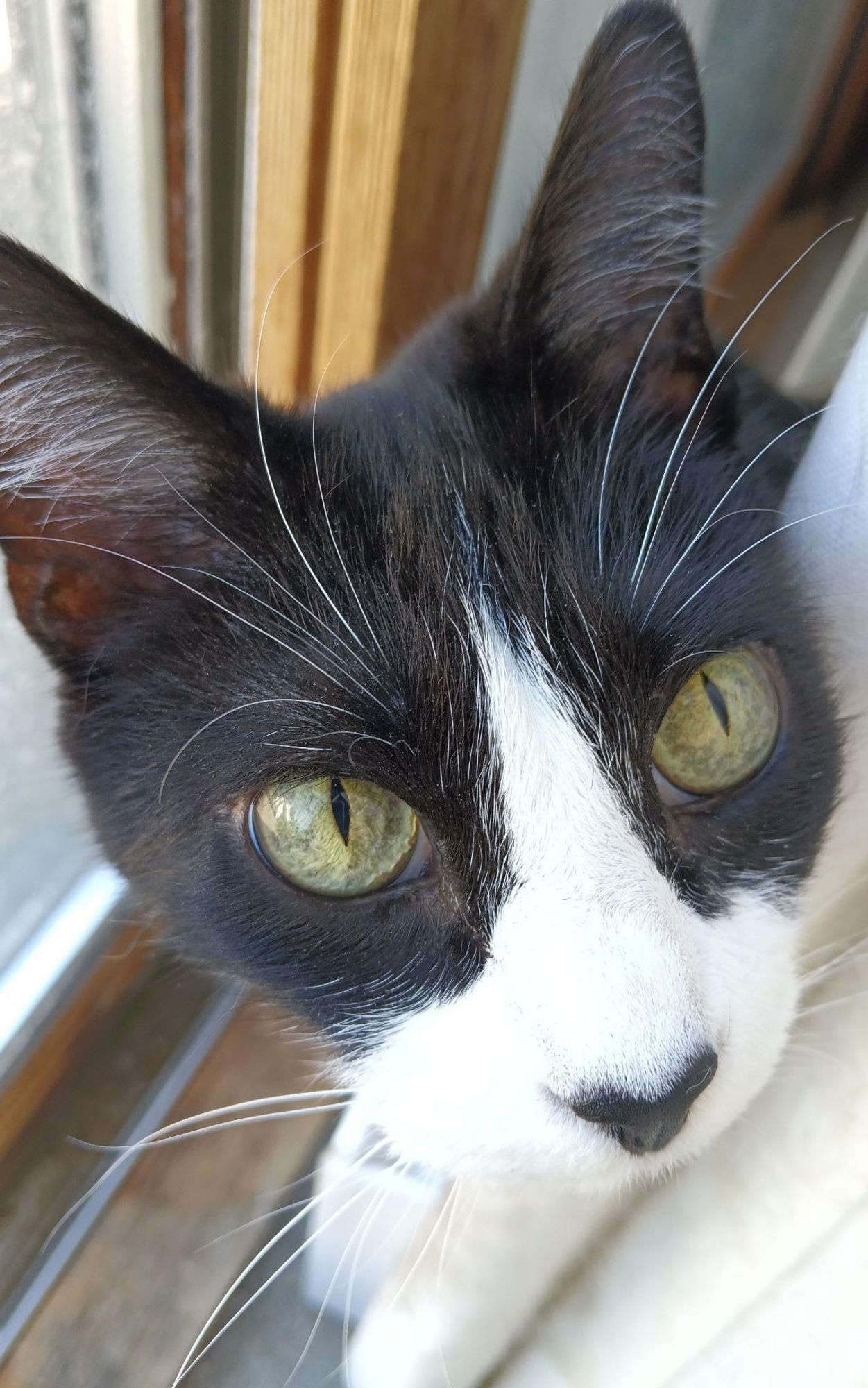 A tuxedo cat in the brightly lit area between curtains and a patio door. She is looking at the camera.