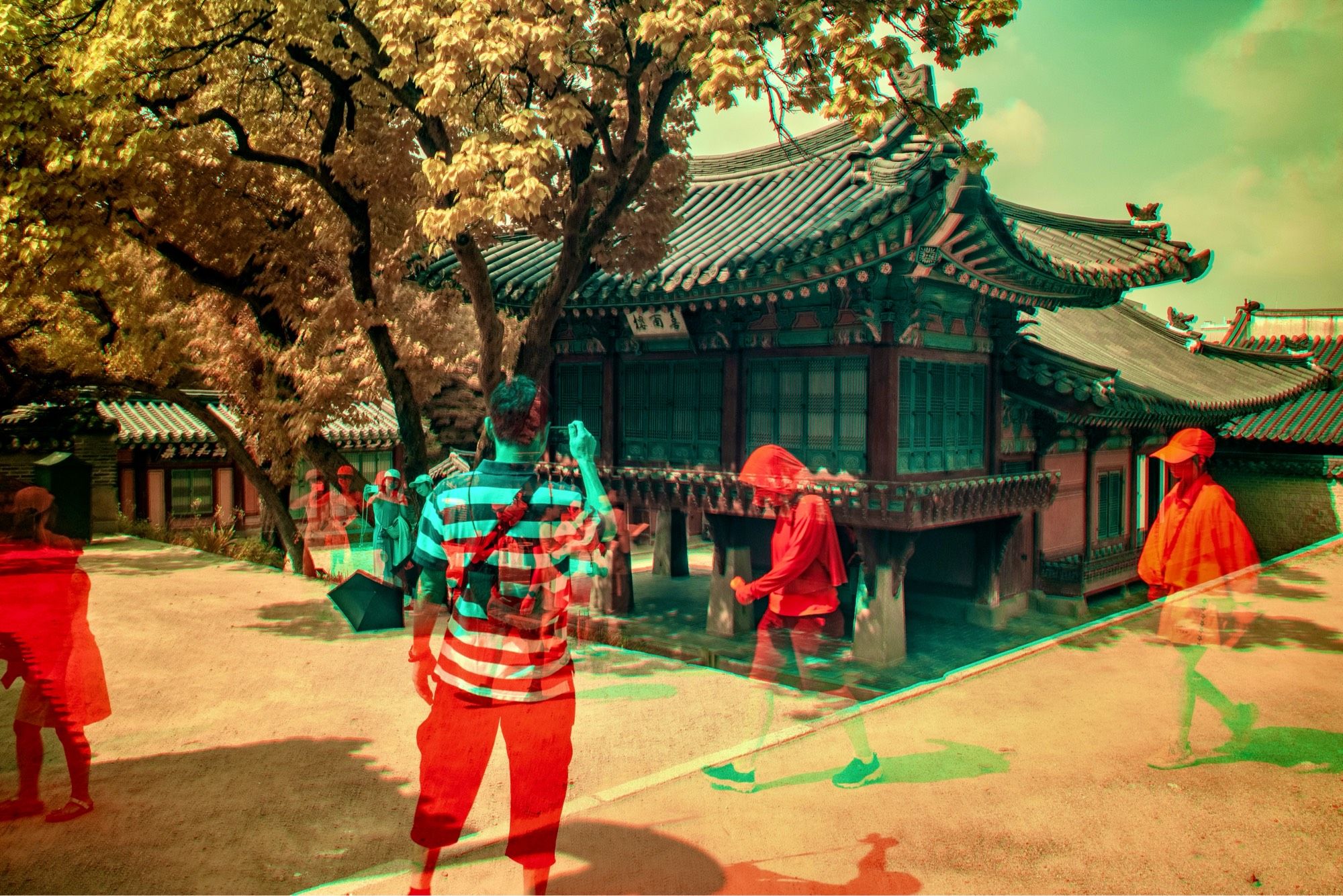 An ir trichrome at a historic palace in Seoul, Korea.