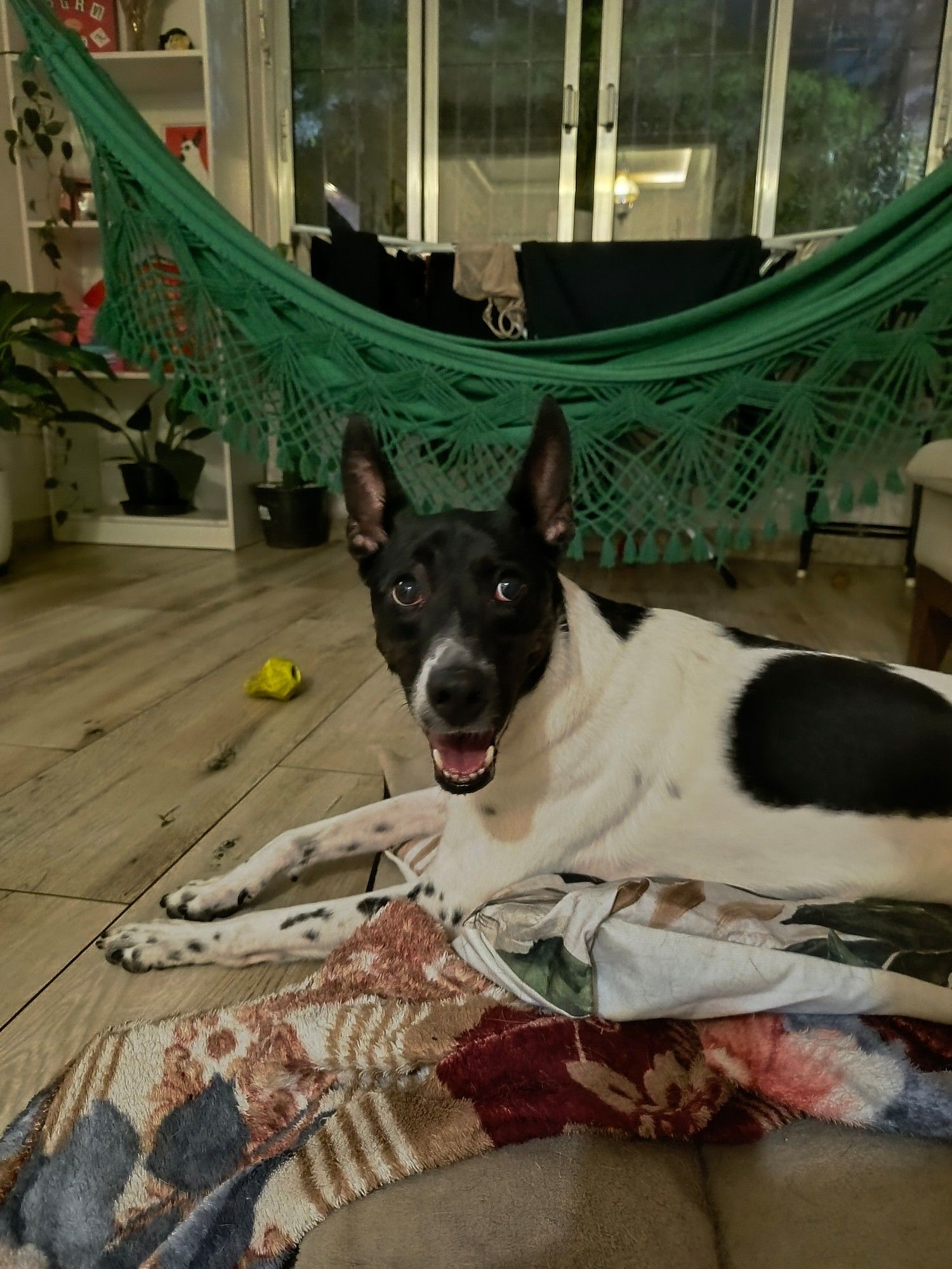 Cachorrinha Greta, deitada na sua cama, na sala de casa, com as orelhas pra cima, olhando de lado, sorrindo. Ao fundo, uma rede verde, janela entreaberta e árvore.