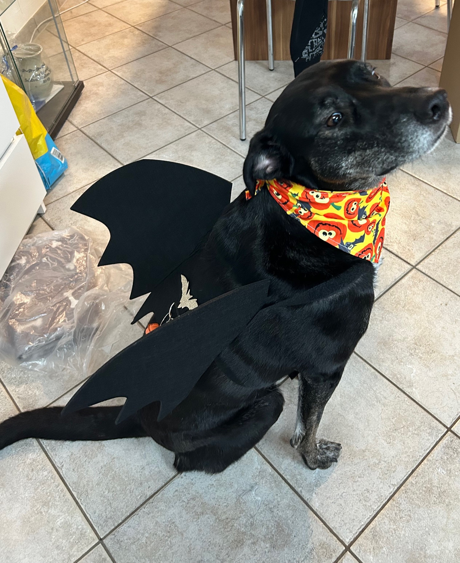 Schwarzer Hund mit Feldermausflügeln als Halloween Verkleidung und gelben Halstuch mit Kürbissen drauf