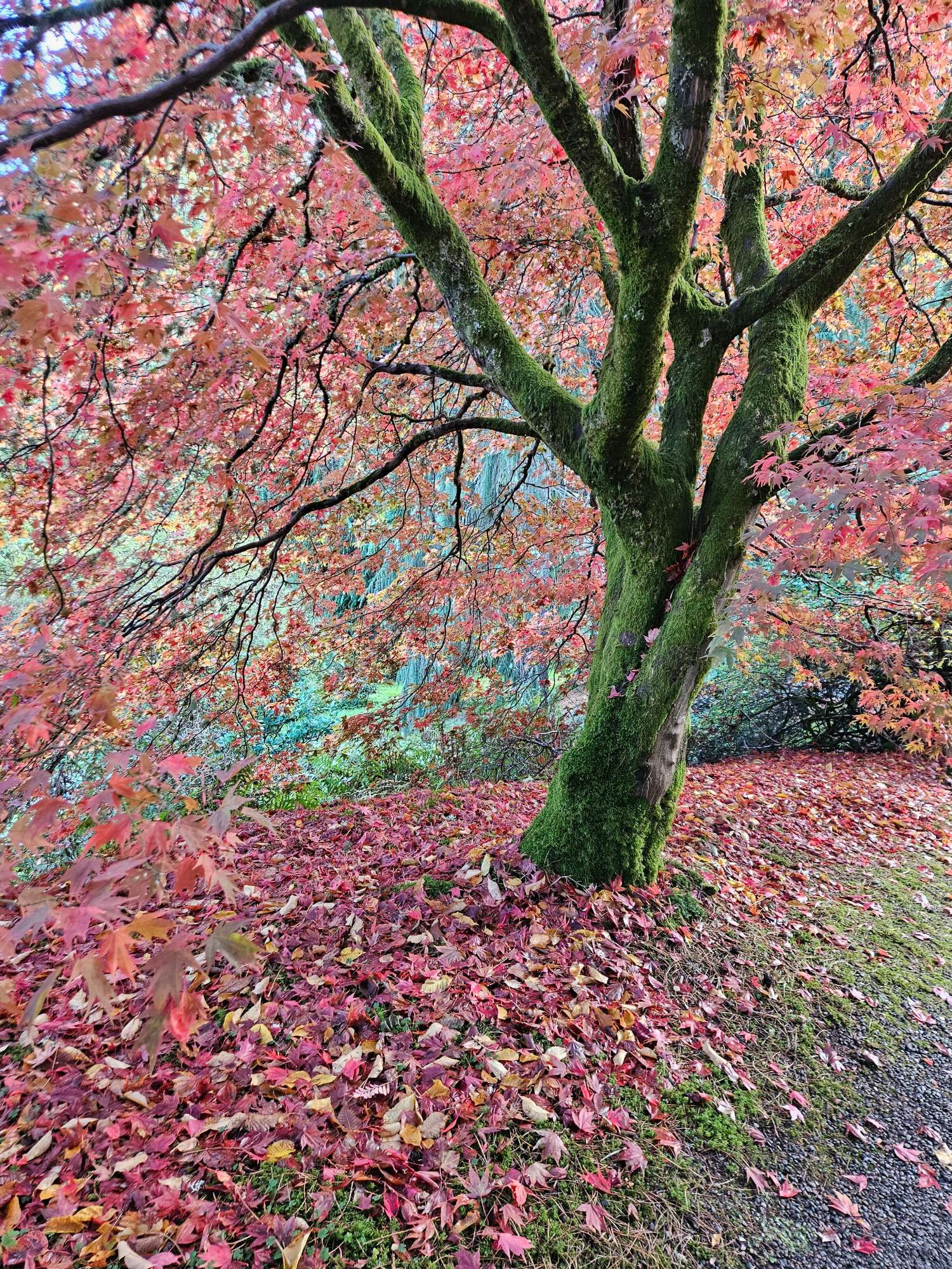 A tree in Autum with bright red leaves, many already on the ground