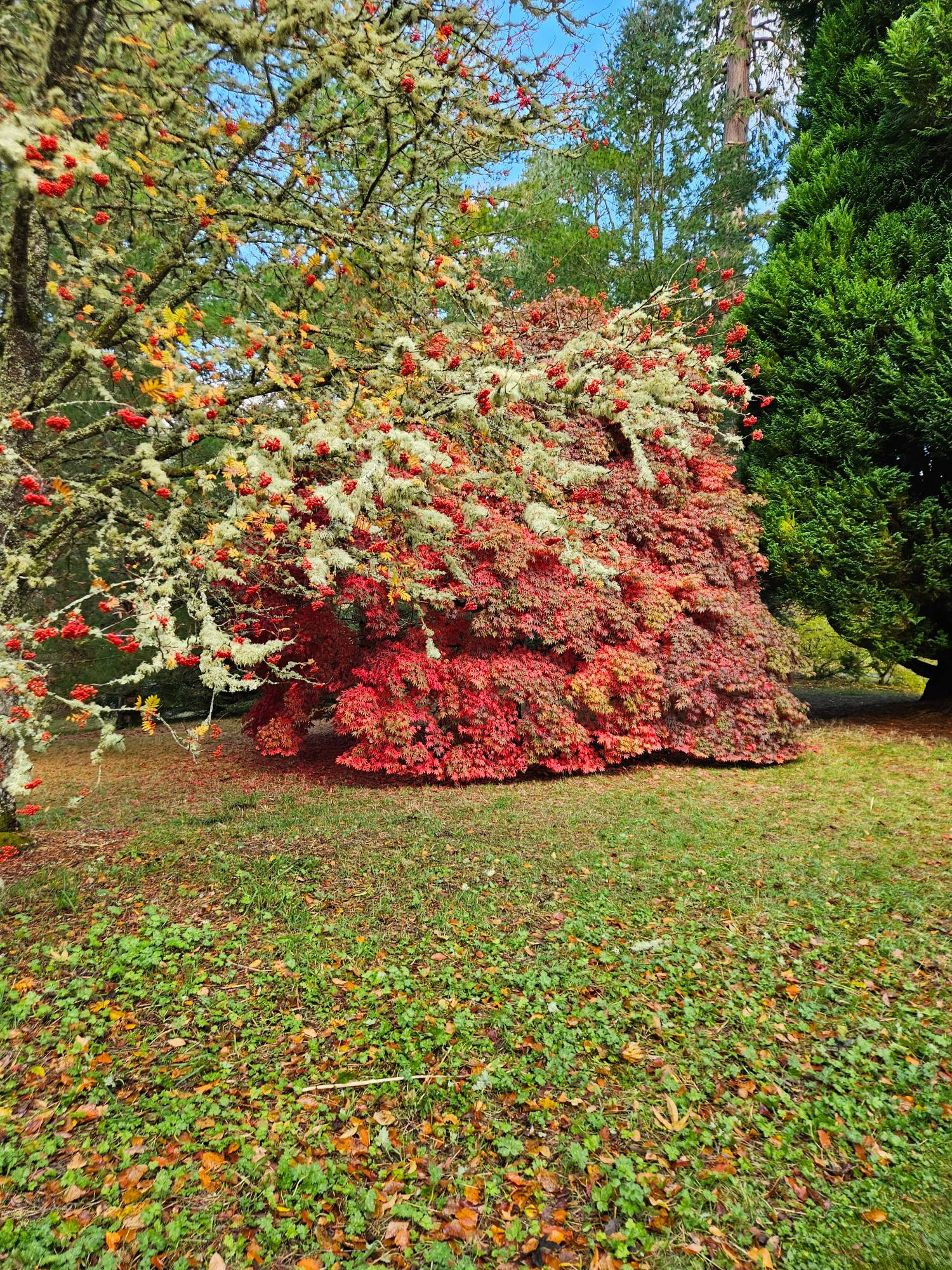 A tree with growth low to the ground, a bright red colour, in foreground another tree with extensive lichen and red berries.