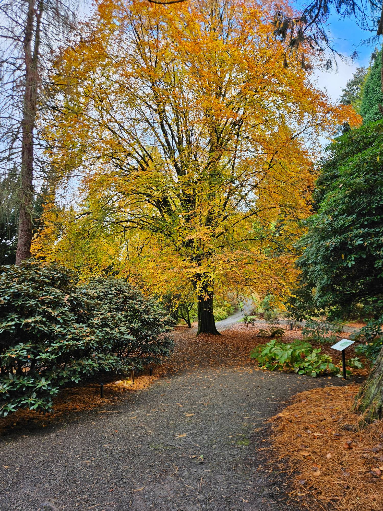 A tree with Autumnal / Fall colour, leave are orange