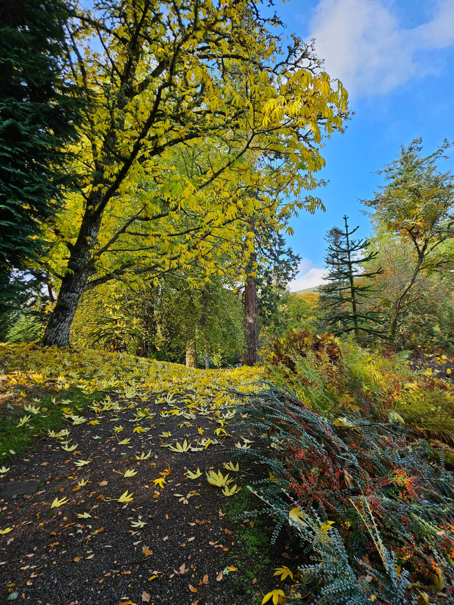 A tree with large leaves now yellow in Fall