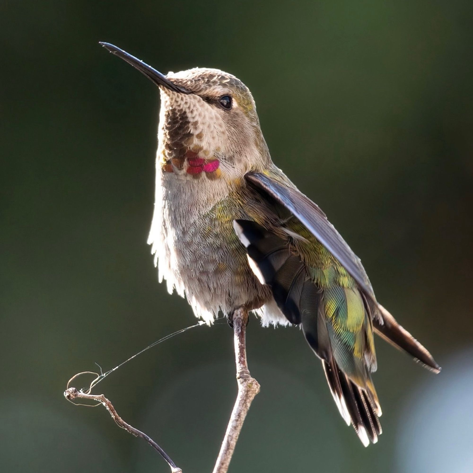 An Anna's hummingbird, with pink iridescent throat feathers, sits on a branch with tail feathers splayed.