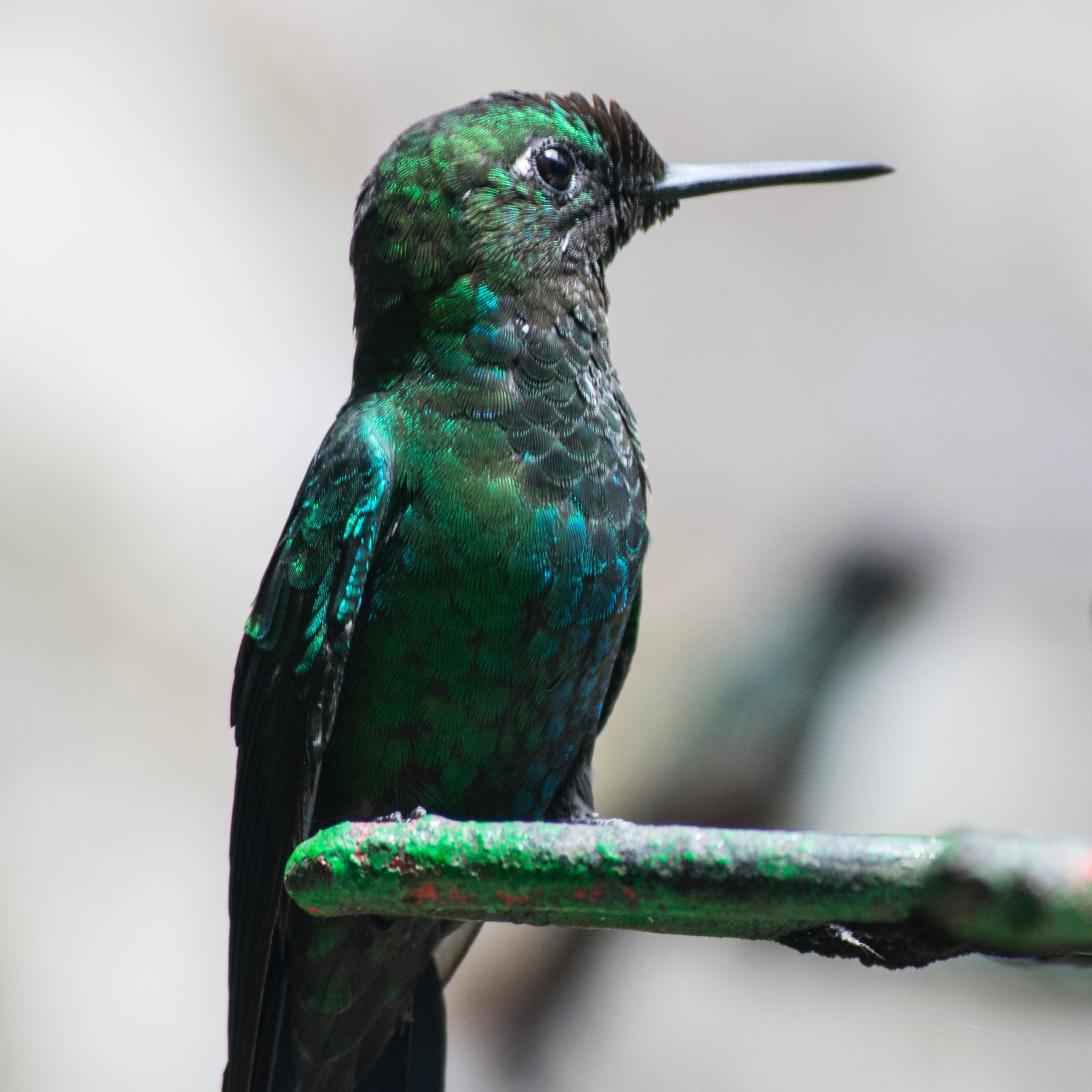 A green and teal iridescent hummingbird sits on a metal fixture and gazes into the distance. 