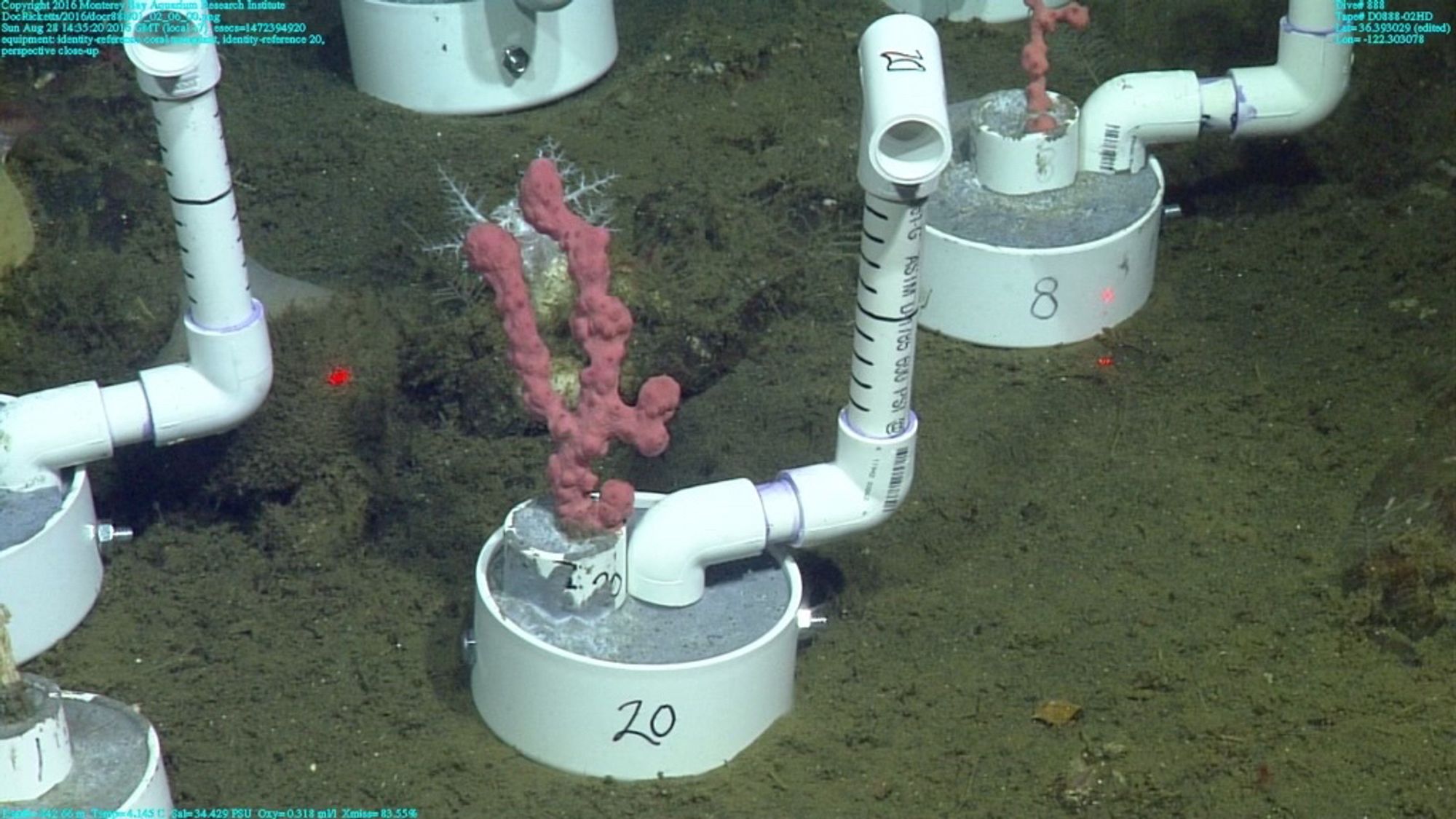 Deep-sea corals transplanted at a pilot site on the seafloor in PVC pipe setups. 