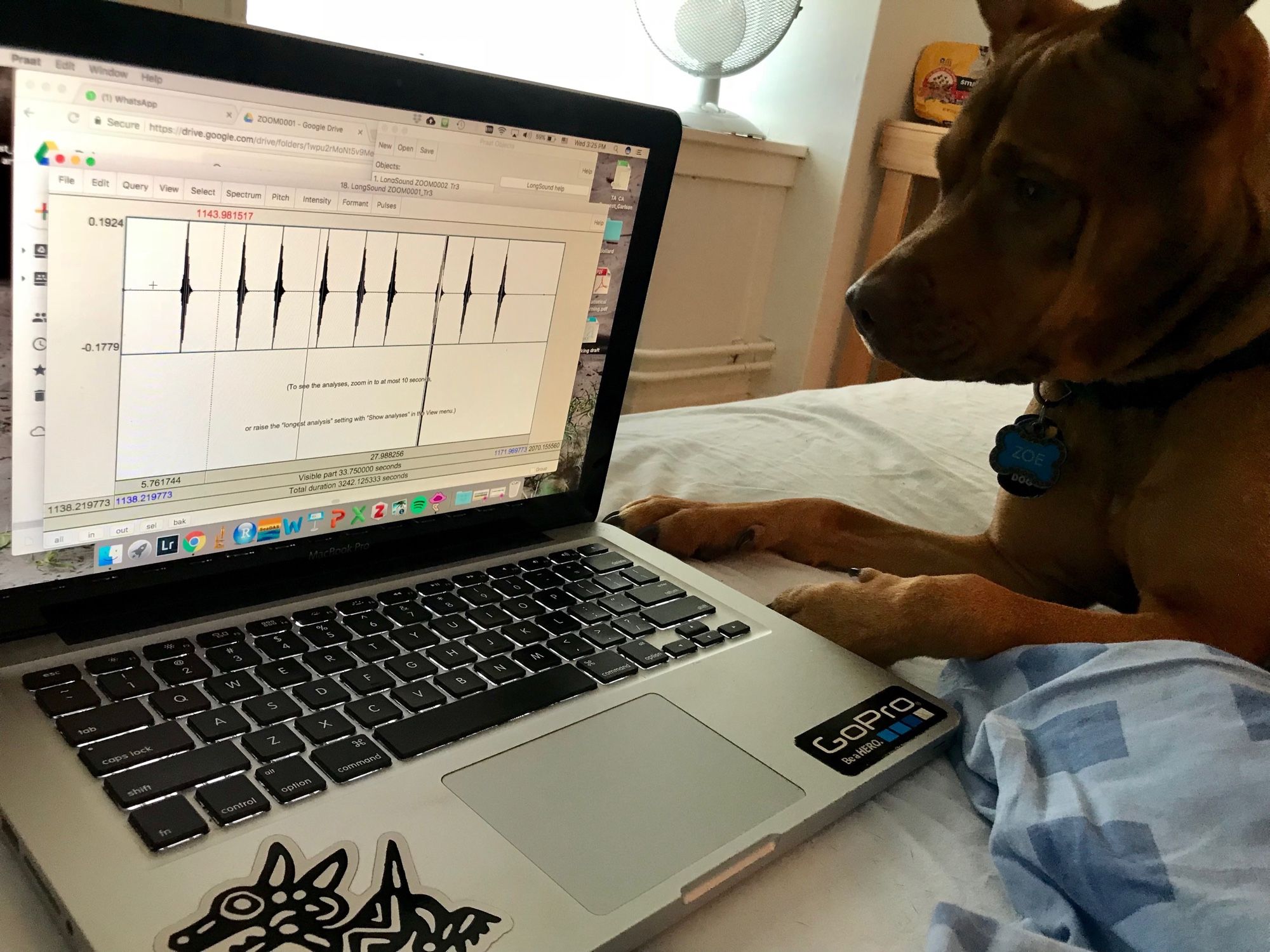 A laptop computer screen displays acoustic data from recorded seal vocalizations. Beside it, a red pitbull dog lays staring at the laptop, visibly intrigued. 