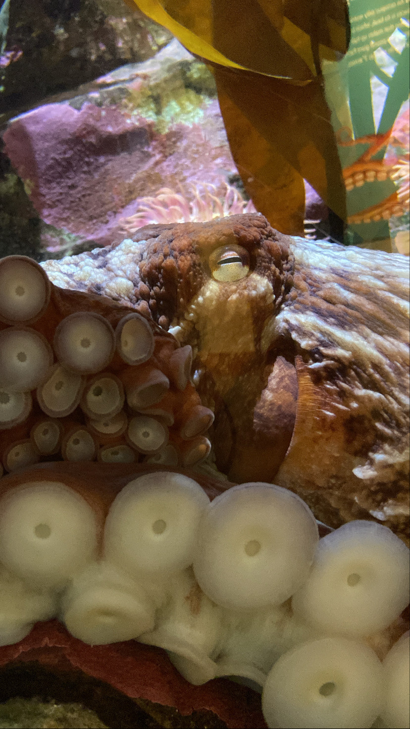 An octopus against the glass of an aquarium exhibit