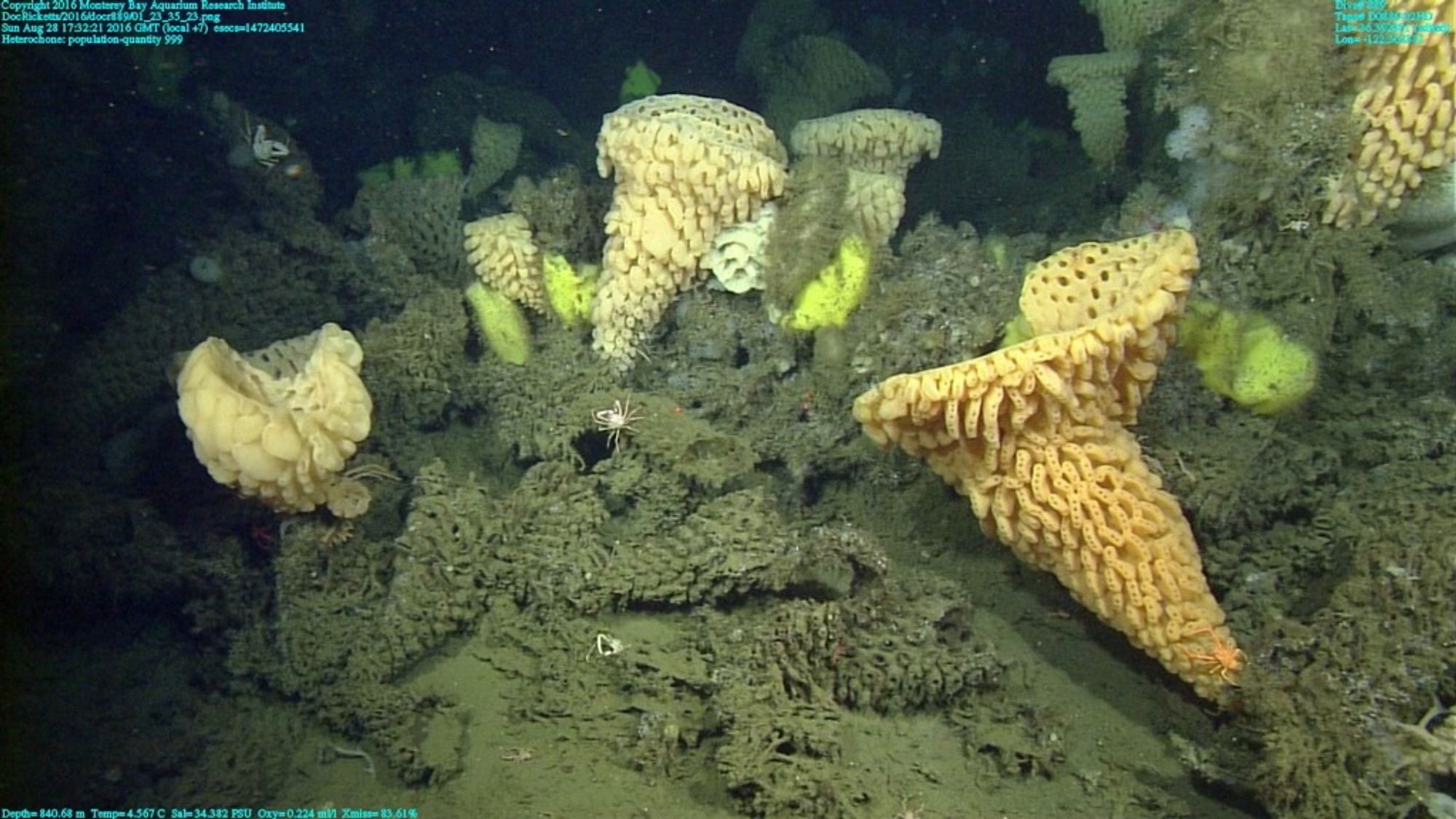 The deep-sea landscape, with abundant yellow goiter sponges. 