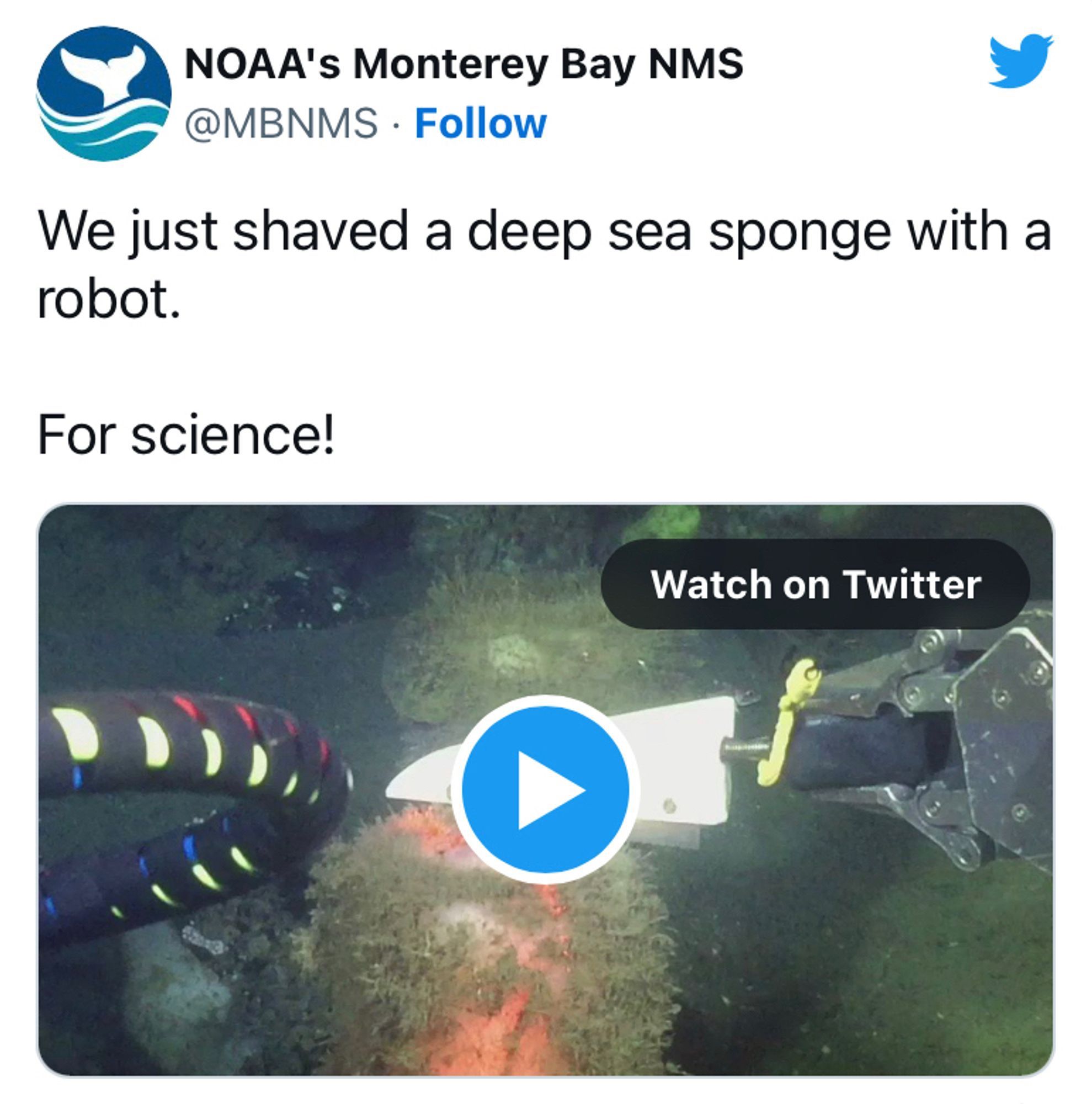 A screenshot of a Tweet from @MBNMS stating “we just shaved a deep sea sponge with a robot. For science!”