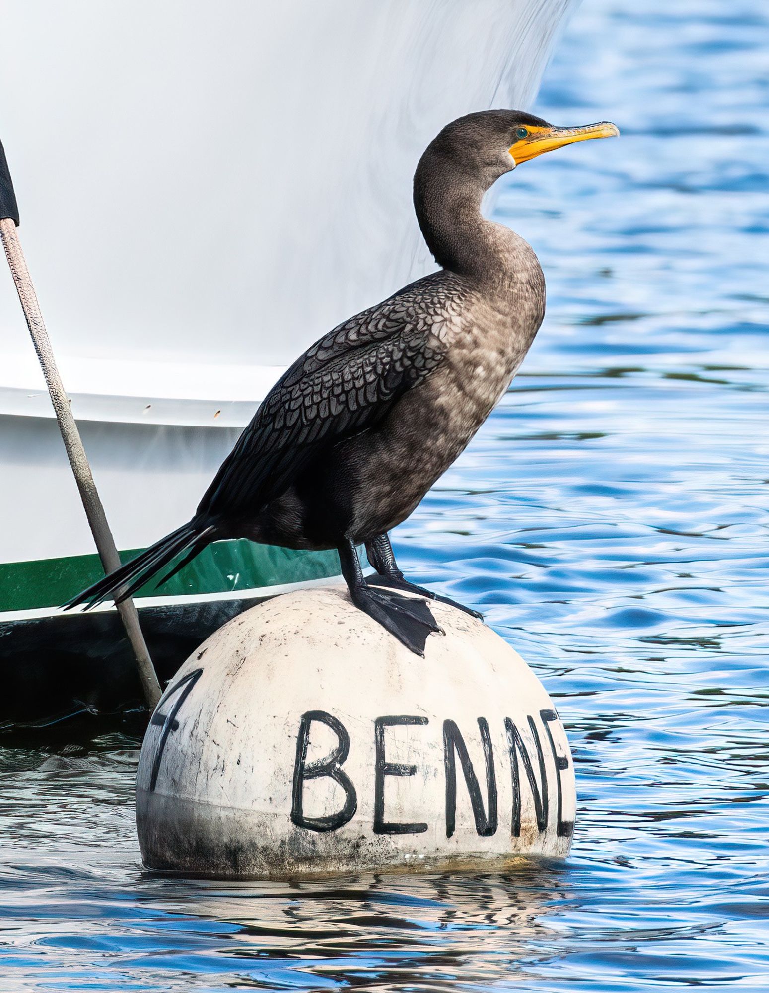 A cormorant sits on a buoy in front of a boat