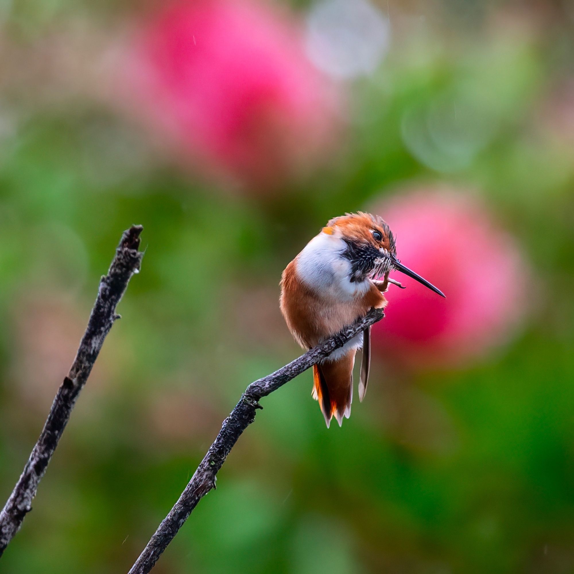 A small orange hummingbird sits on a branch scratching its head with one of its legs. 