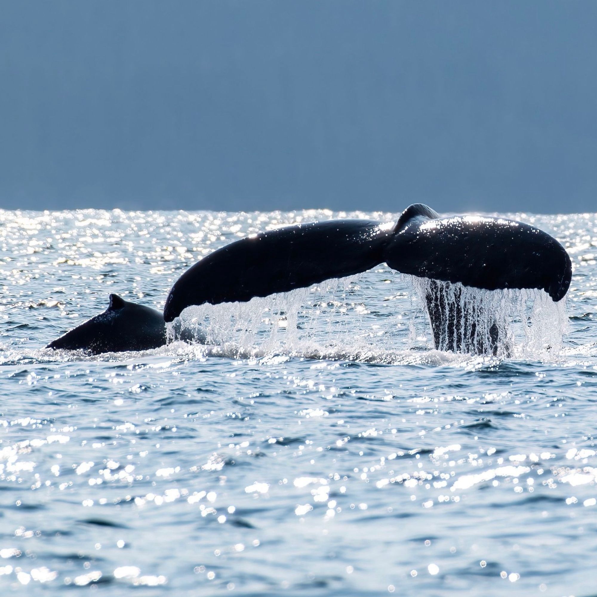 A  humpback mom's fluke breaks the surface beside the surfacing backside of her calf