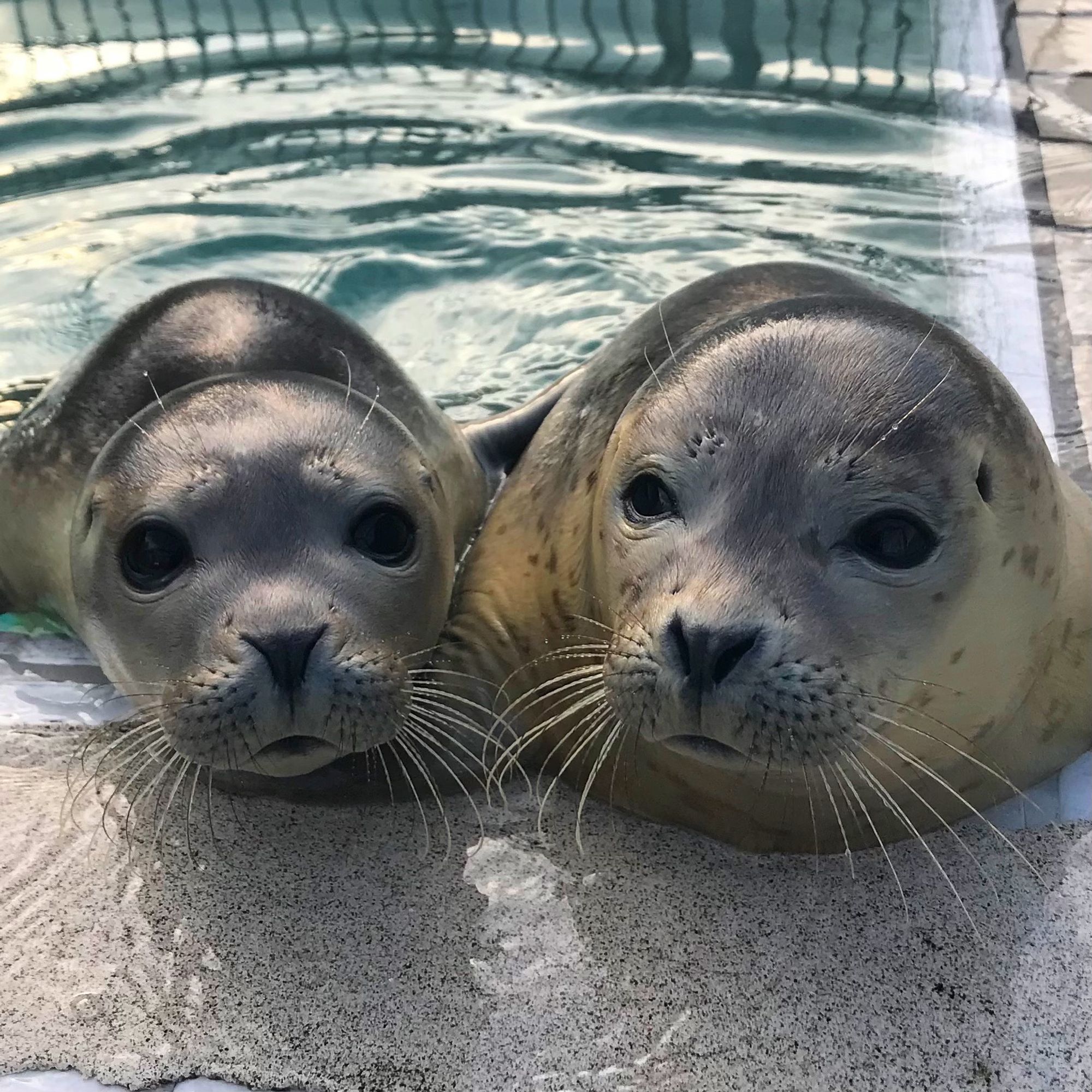 A pair of seals lay side by side on the edge of a pool staring into the camera. 