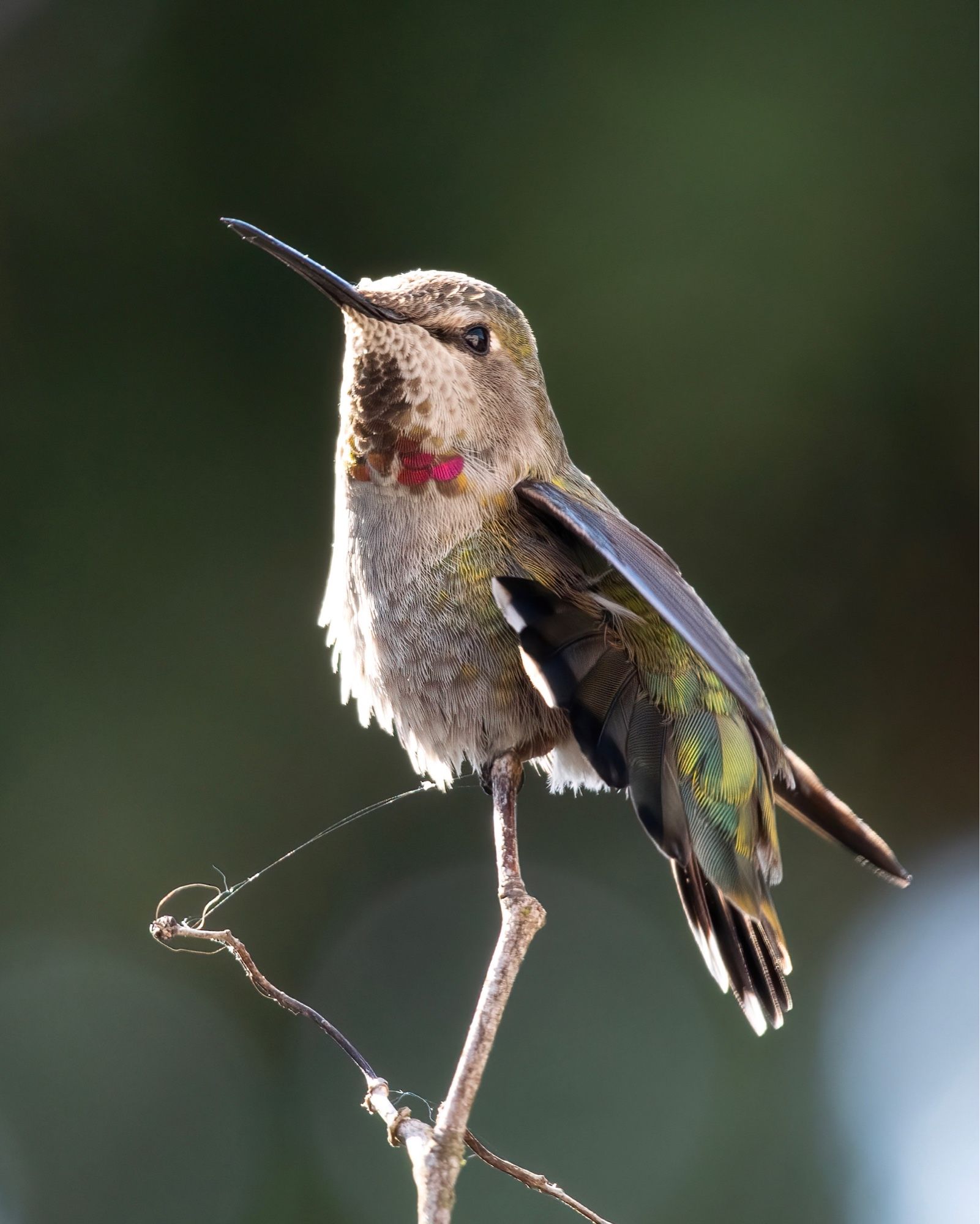 An Anna’s hummingbird, with pink iridescent throat feathers, sits on a branch with tail feathers splayed. 