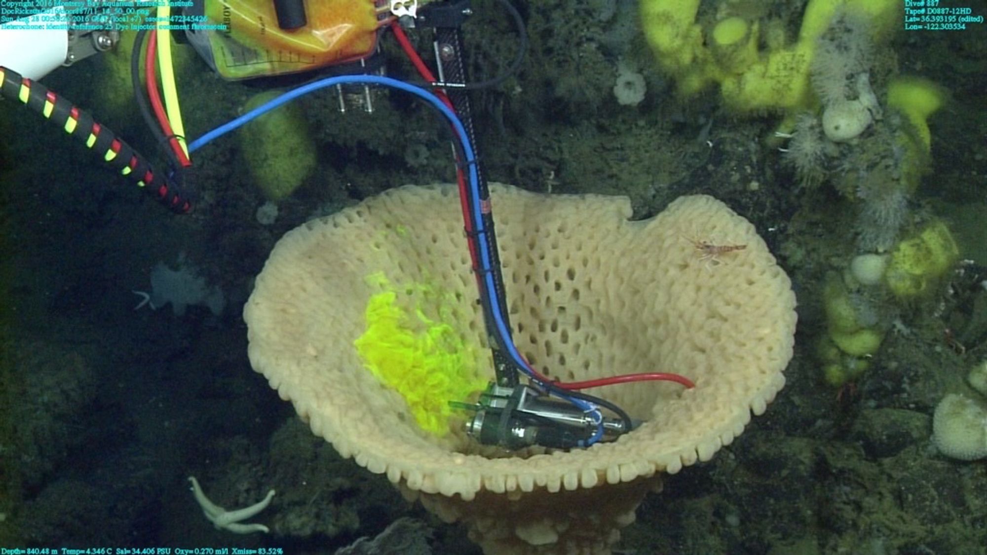 Green fluorescent dye is released by an ROV near a deep-sea goiter sponge. 