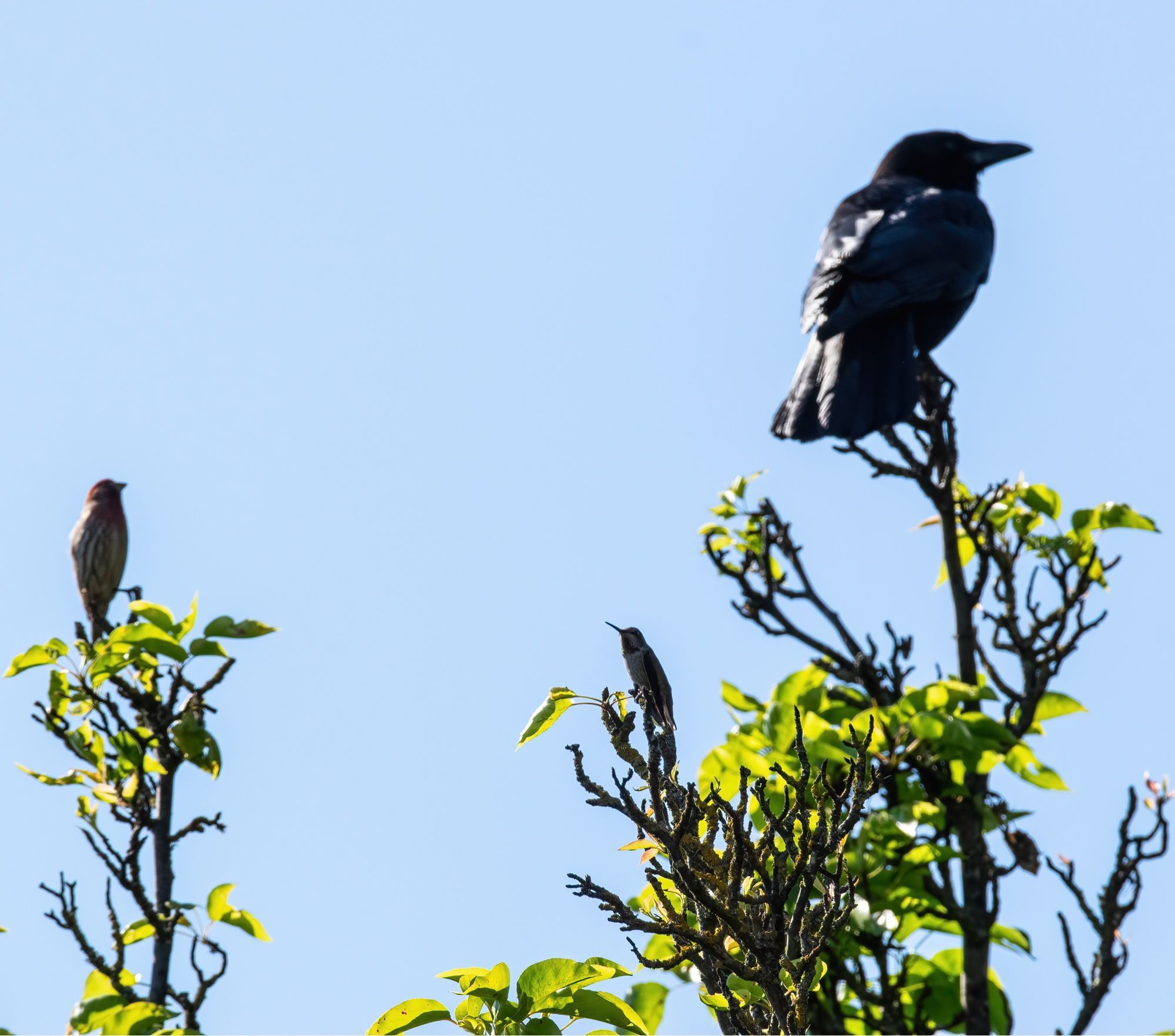 Branches with three birds perched on them: a crow, a finch, and a hummingbird