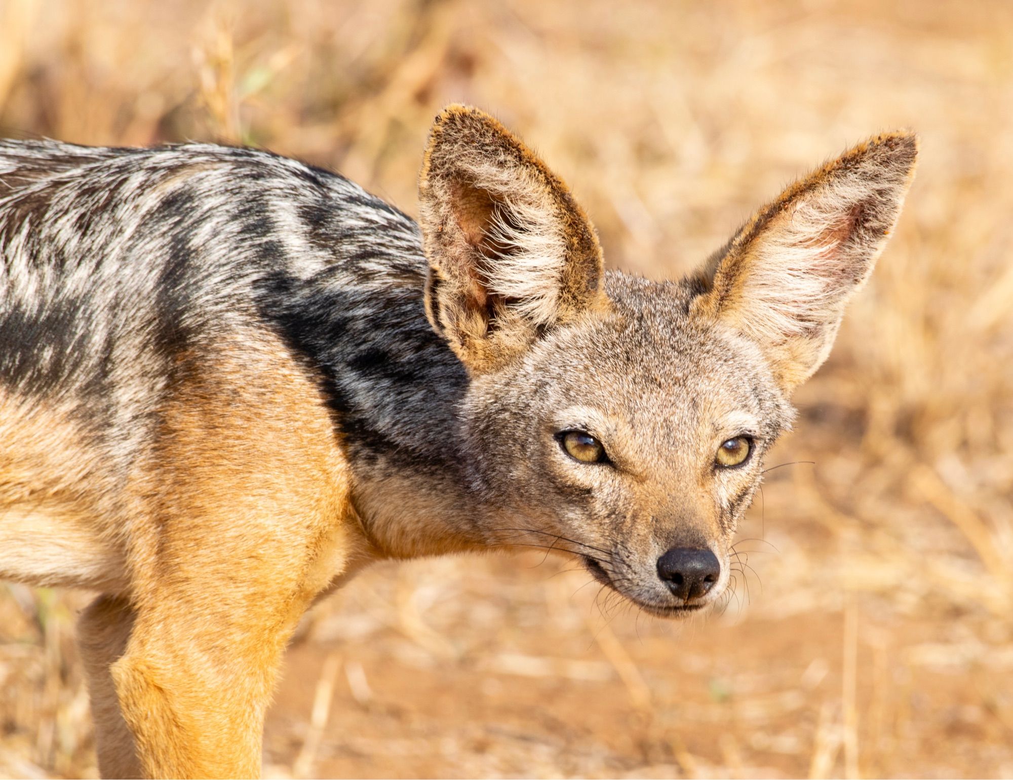 A black-backed jackal stares at the camera with big ears and golden eyes. 