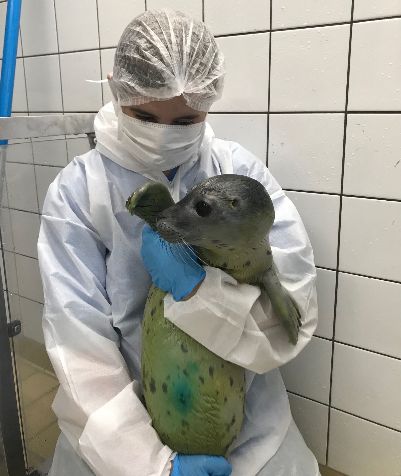 A girl dressed in coveralls, gloves, hairnet, and mask in a clinical setting holds a small, gray seal pup. 