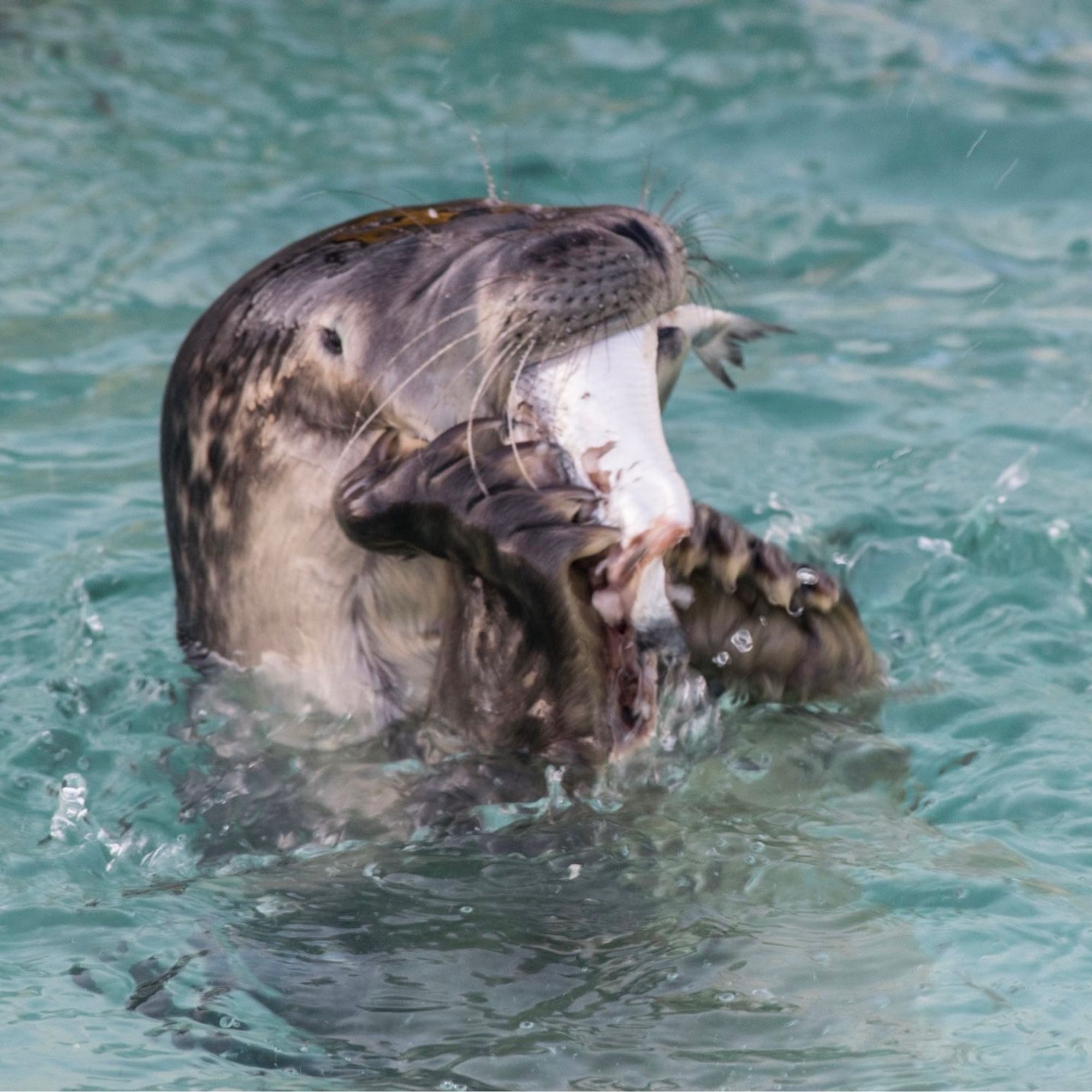 A brown colored seal pup submerged in water, with only its head visible above the surface. In its mouth it has a fish, which it is tearing by grasping it with its sharply clawed foreflippers.