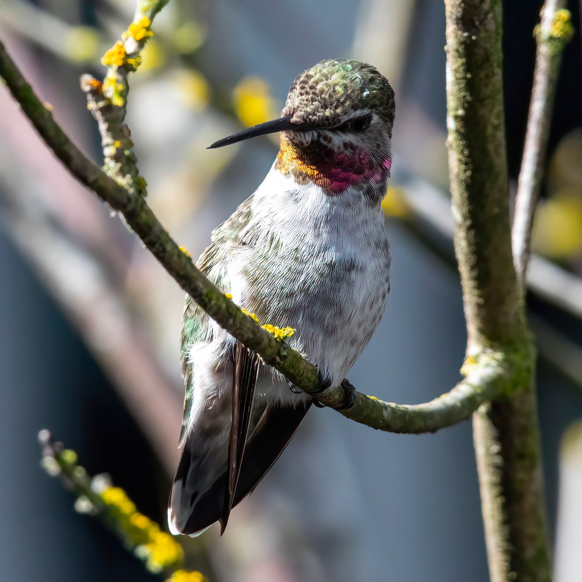 A hummingbird with iridescent pink and gold on its throat sits on a branch. 