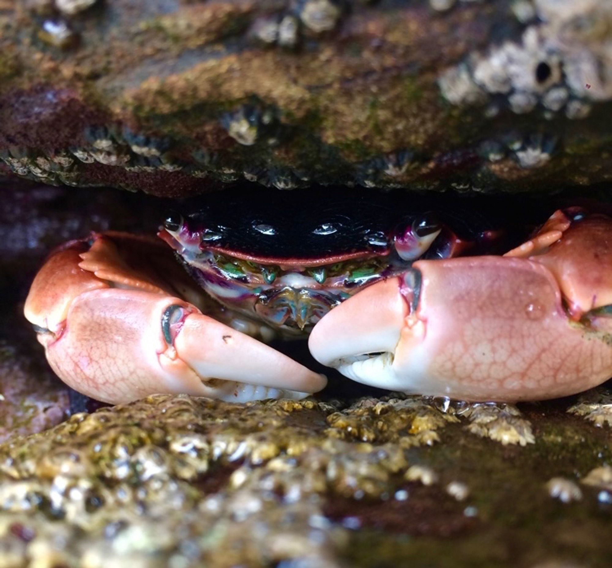 A purple/res crab sits hidden in a crevice between rocks. Its underside has vibrant greens, blues, and purples. 