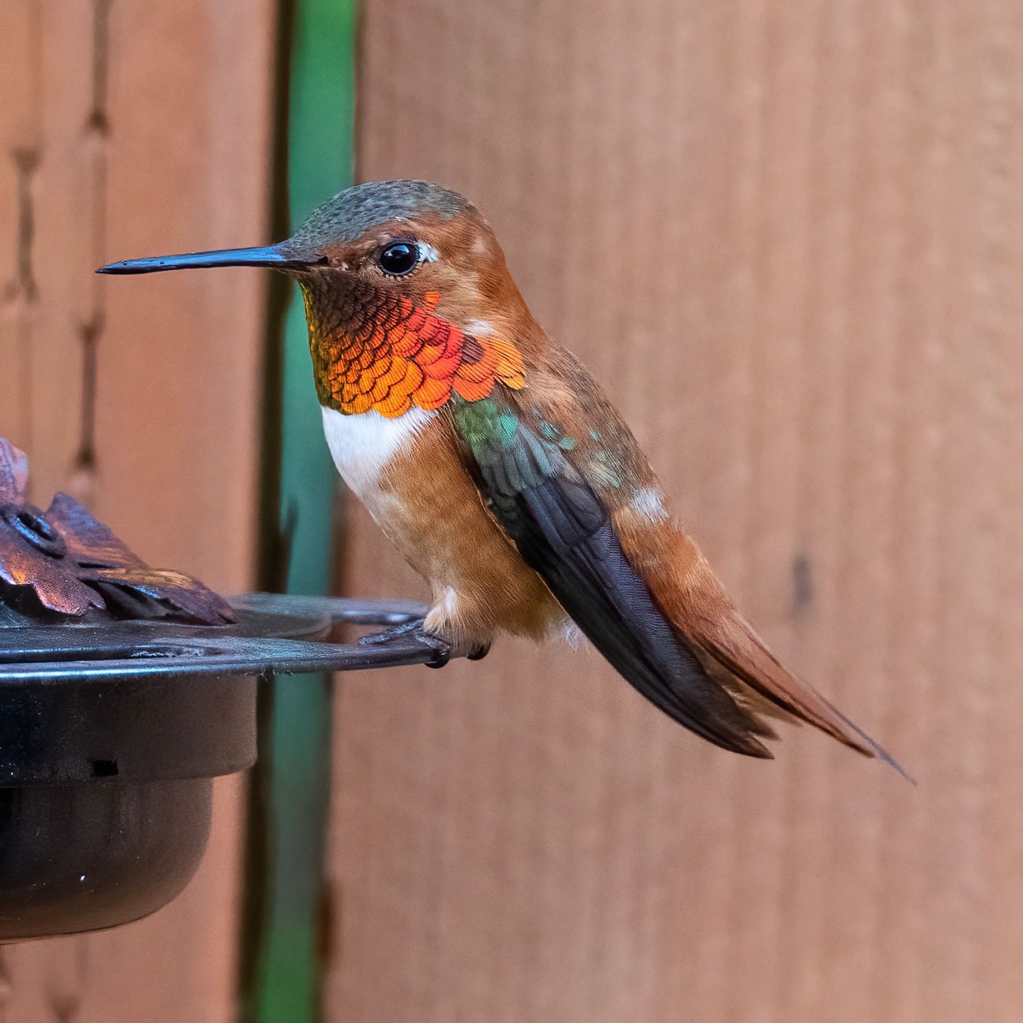 An orange hummingbird with iridescent throat feathers sits on the edge of a bird feeder. 