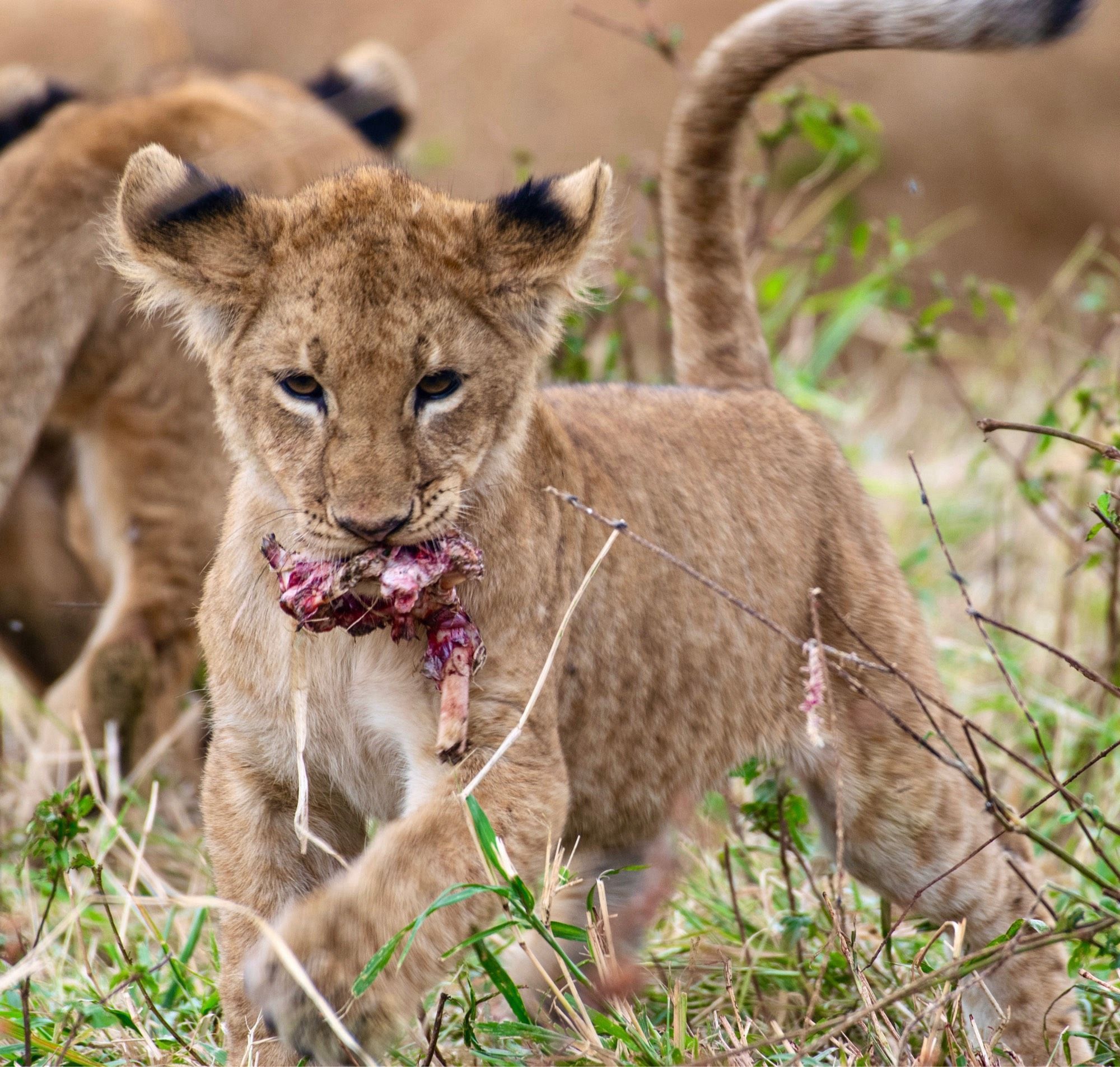 A lion cub walks toward the camera, its paws a blur, with a piece of meat and bone in its mouth.