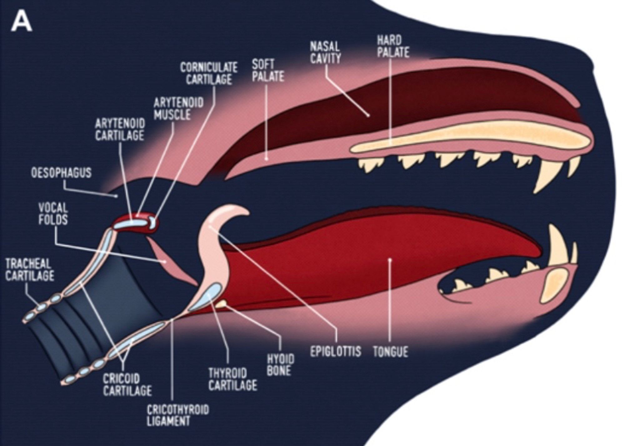 A scientific illustration depicting adiagram of the vocal anatomy of a seal. 