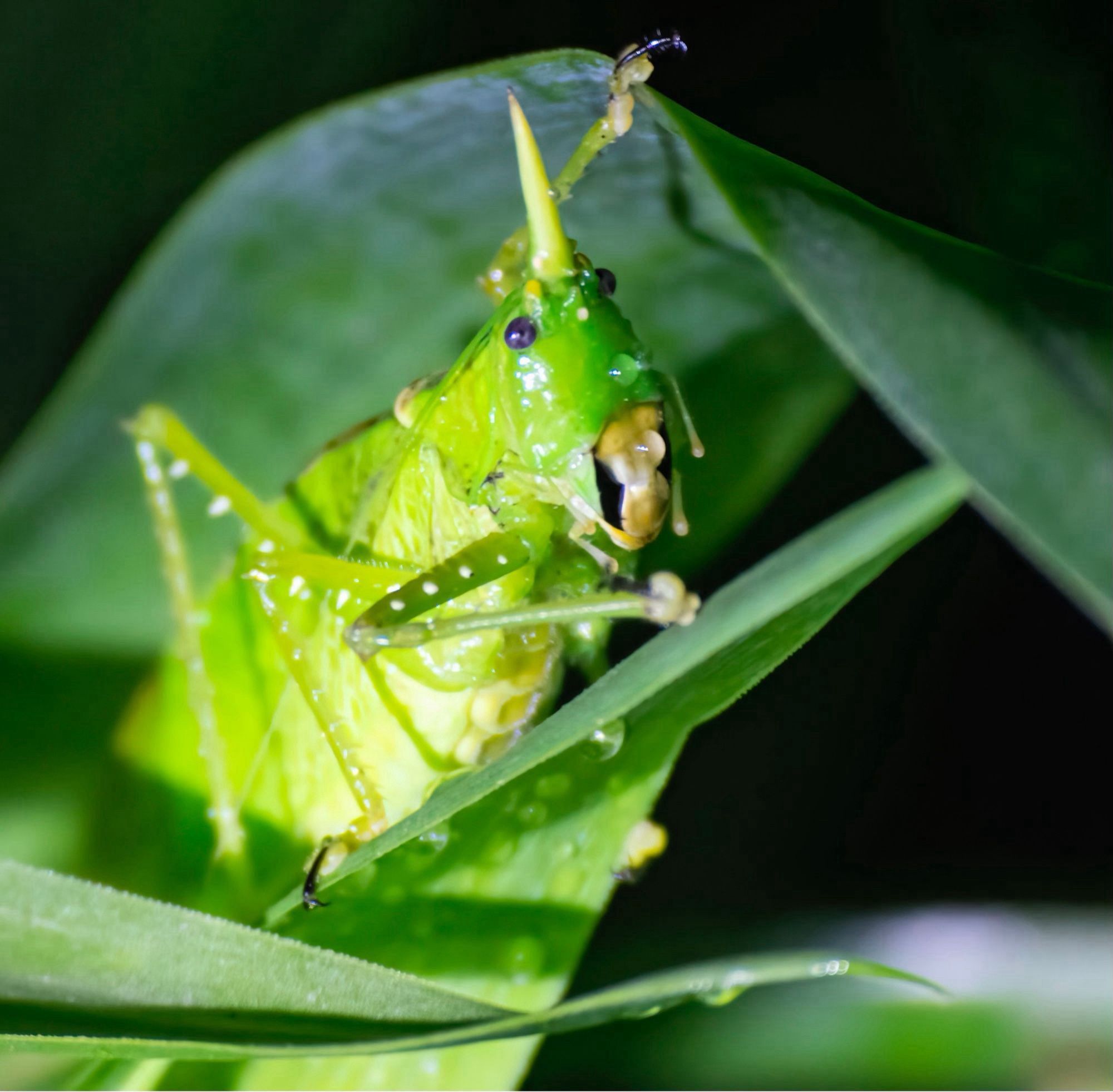 A vibrant lime green colored katydid (a type of cricket) sits on a leaf. It has a projection on its head that looks like a horn.