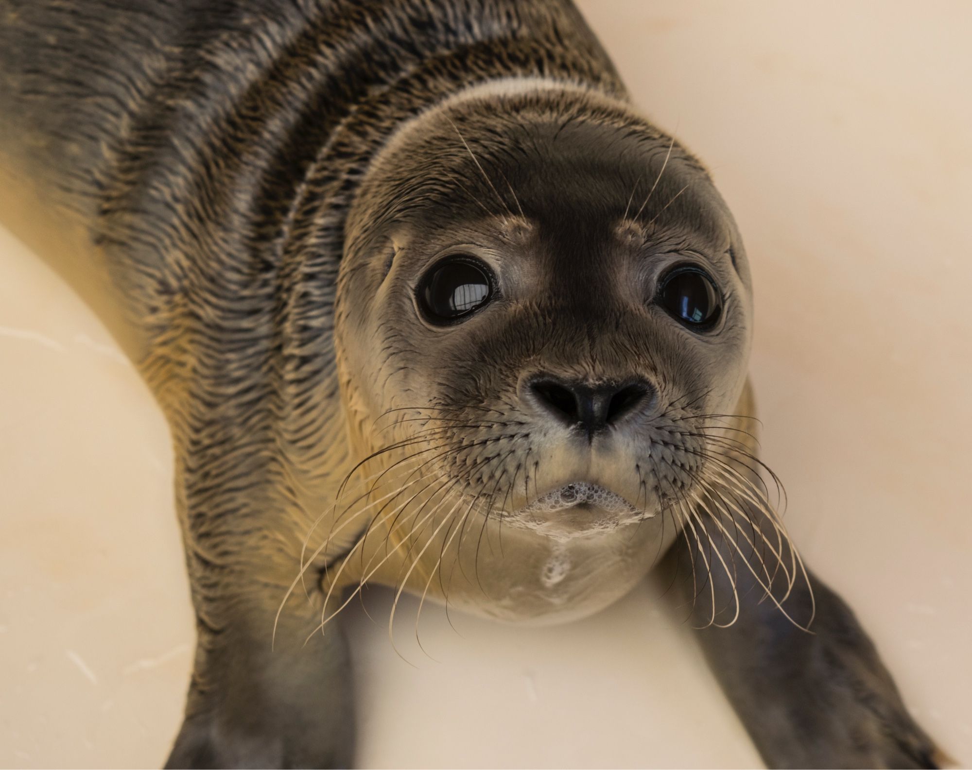 A brownish seal pup lays on its belly. The pup is drooling slightly. 