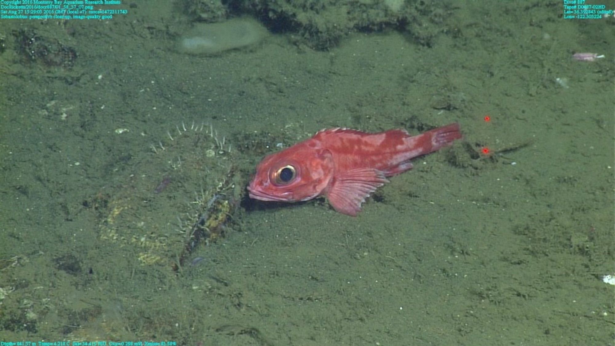 A red and pink benthic fish sits on the seafloor. 