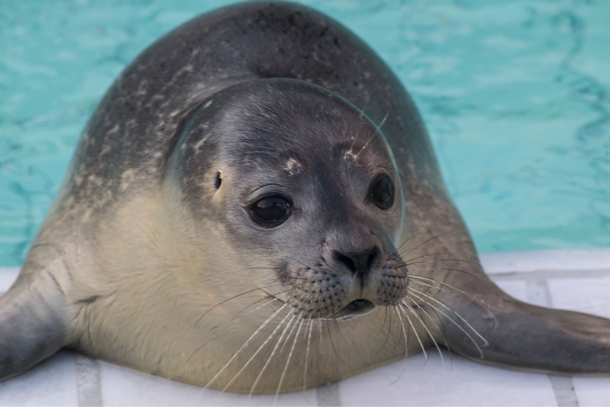 A very plump seal lays on the side of a pool. 