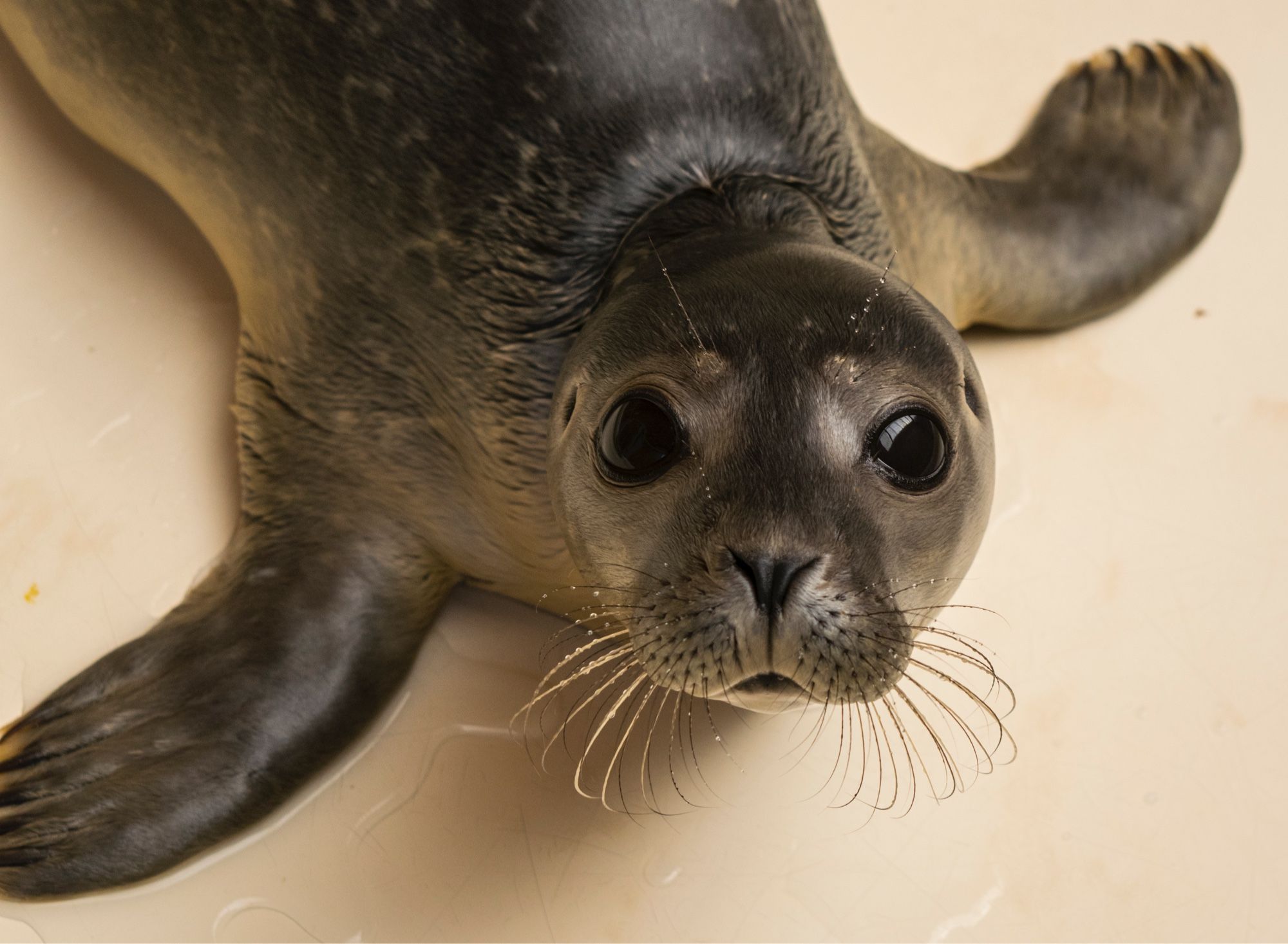 A brownish colored seal pup laying on its belly stares at the camera. It has long whiskers, large wide eyes, and is visibly dripping water. 