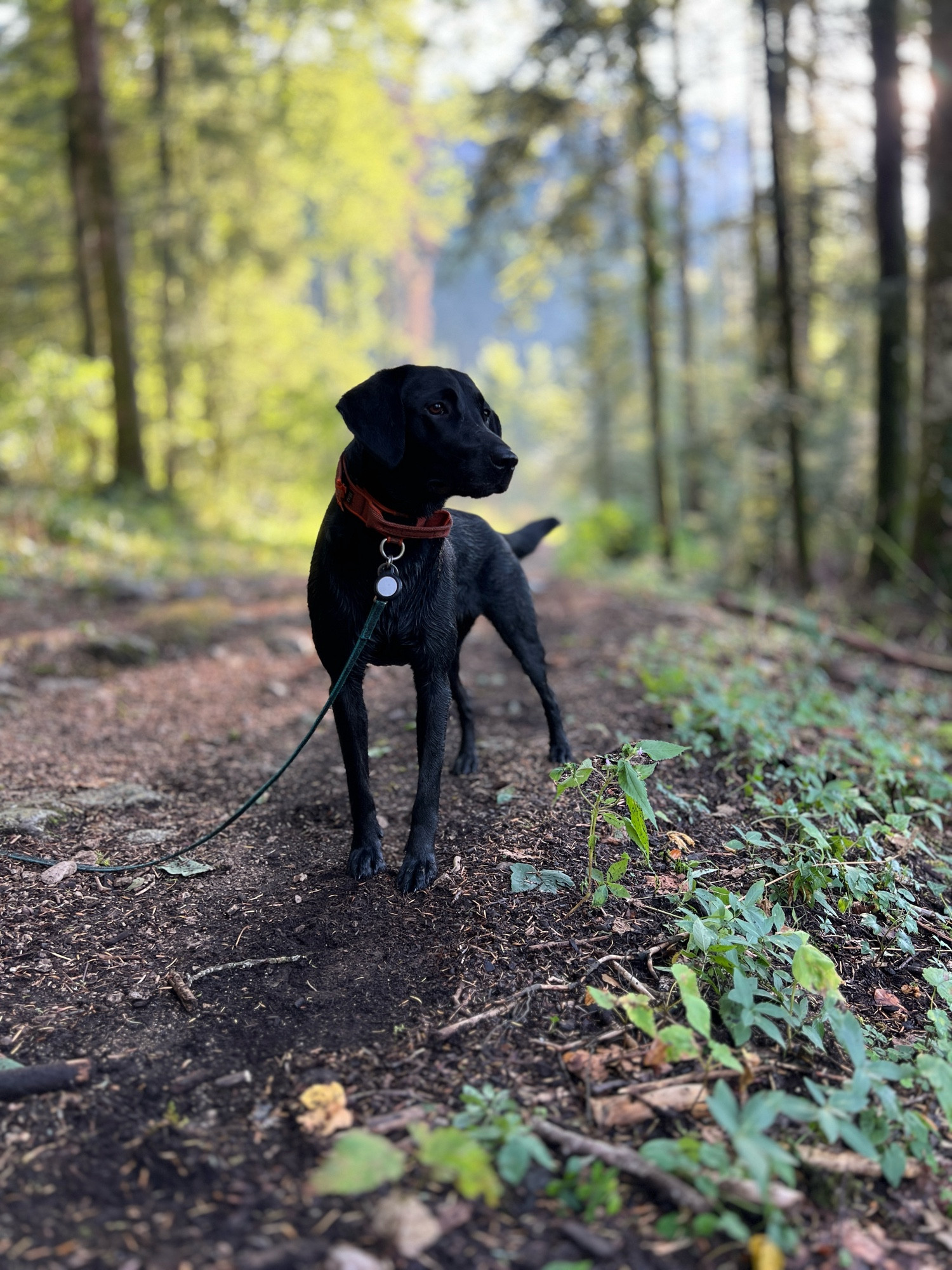 Uta, magnifique BlackLab !