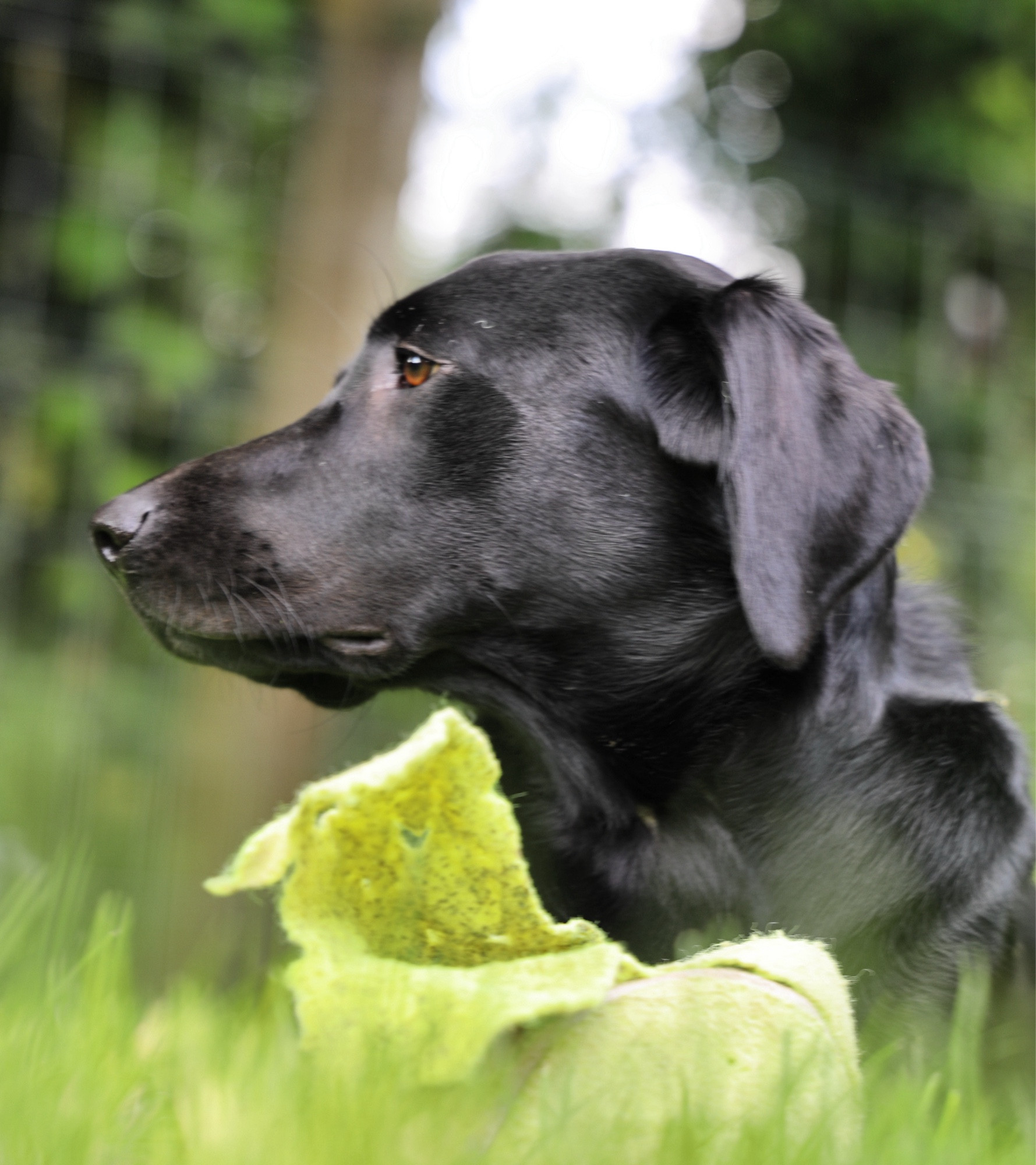 Uta, black Labrador de profil.