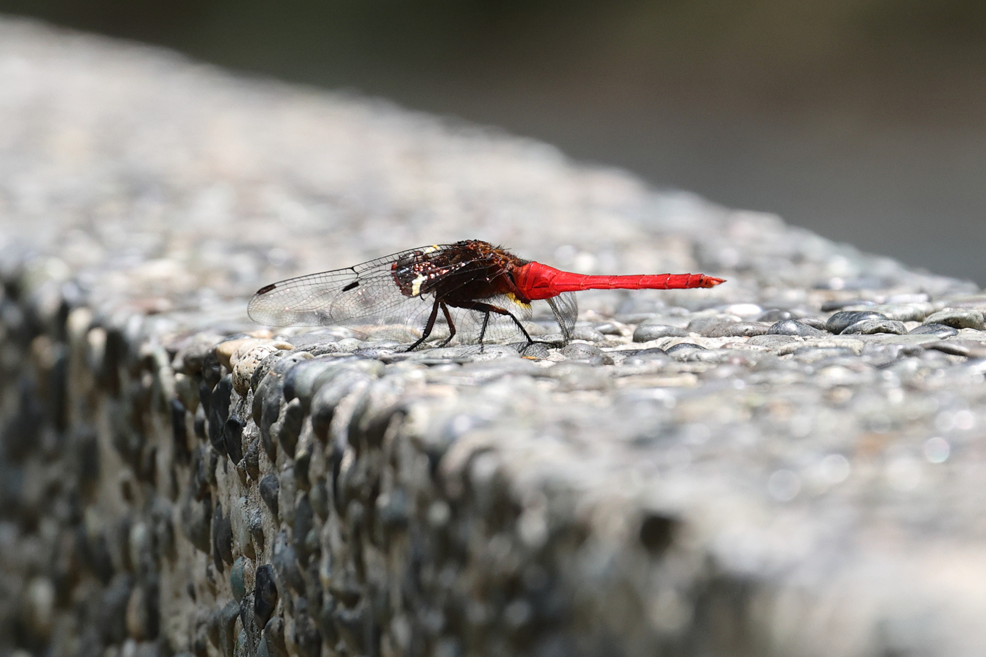 Crimson-tailed marsh hawk (Orthetrum pruinosum)