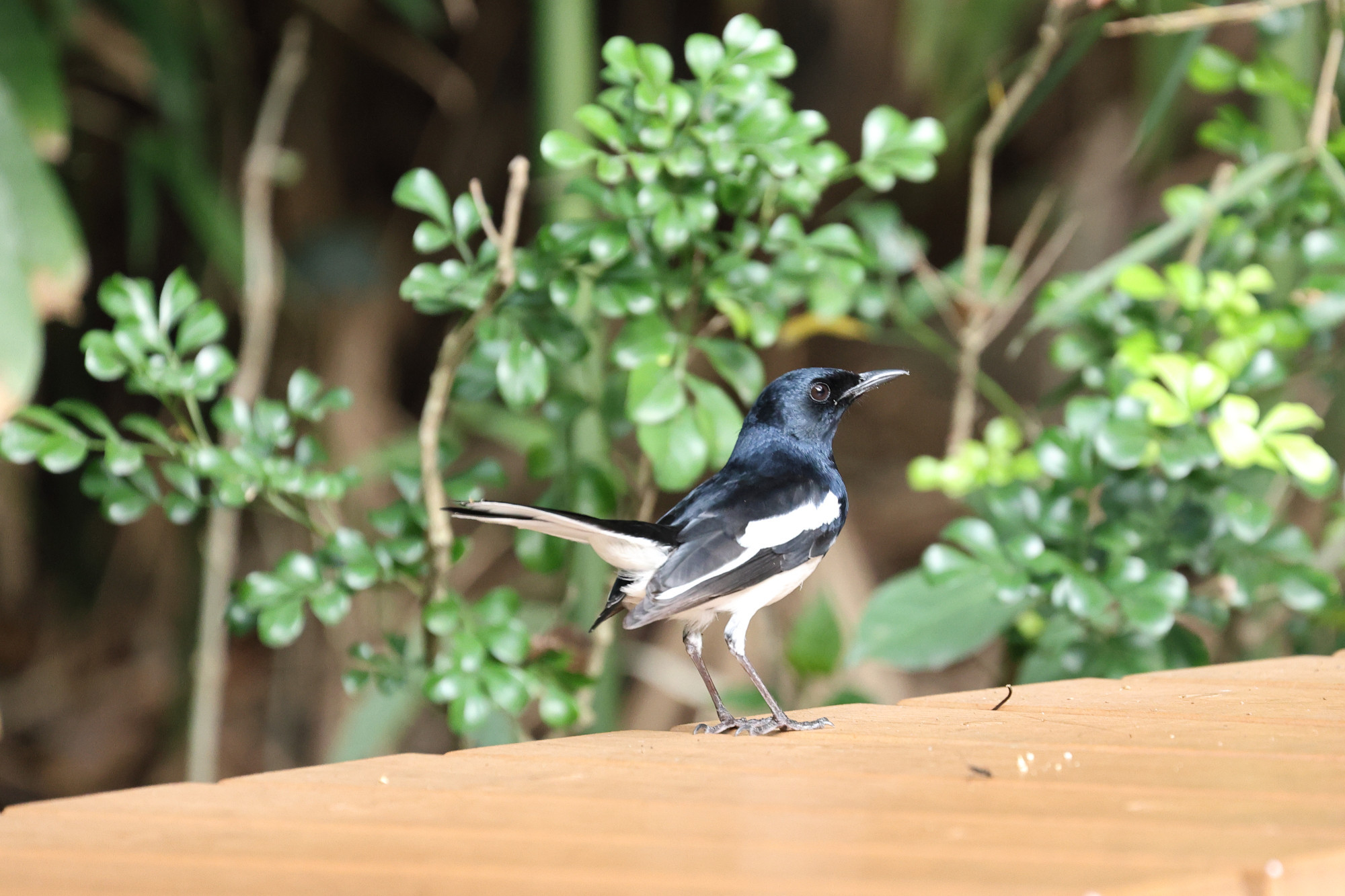 Oriental magpie-robin (Copsychus saularis)