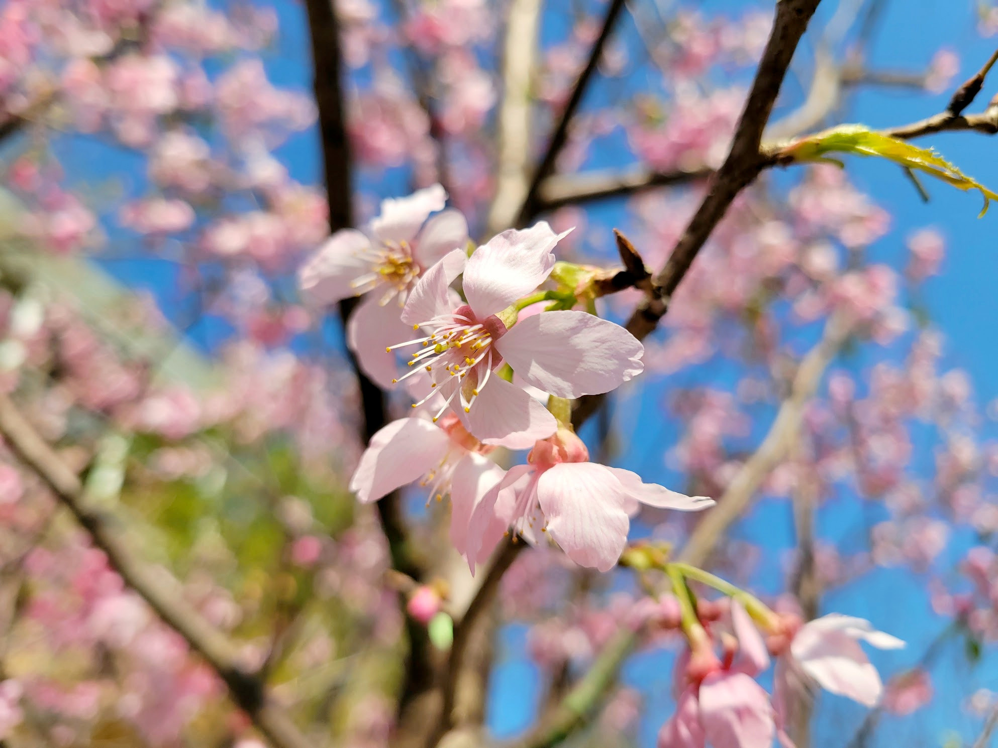 several cherry blossoms at HKIA Cherry Blossom Garden