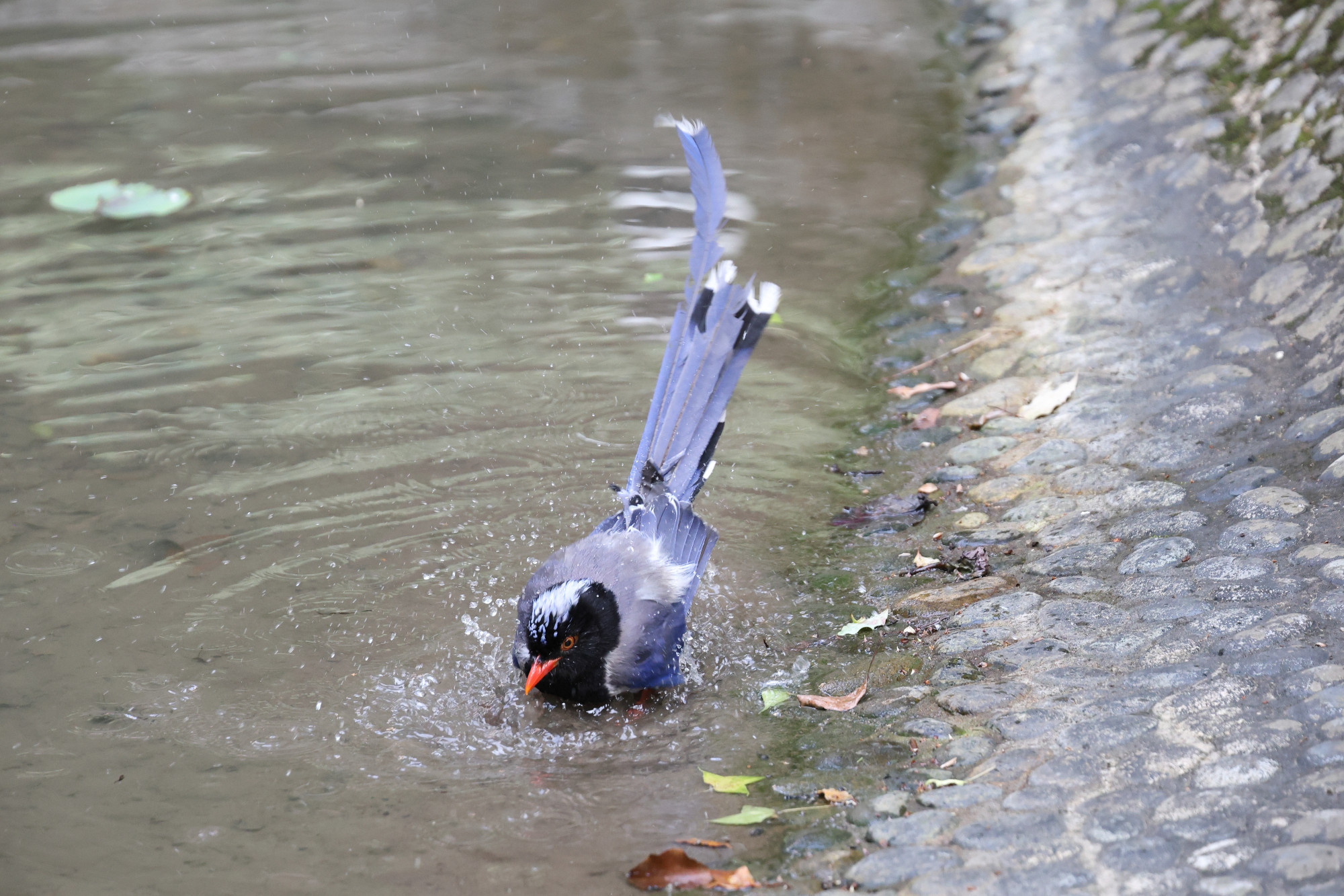 Red-billed blue magpie (Urocissa erythroryncha)