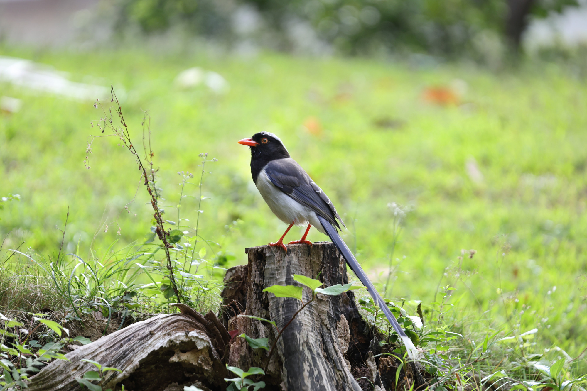 Red-billed blue magpie (Urocissa erythroryncha)