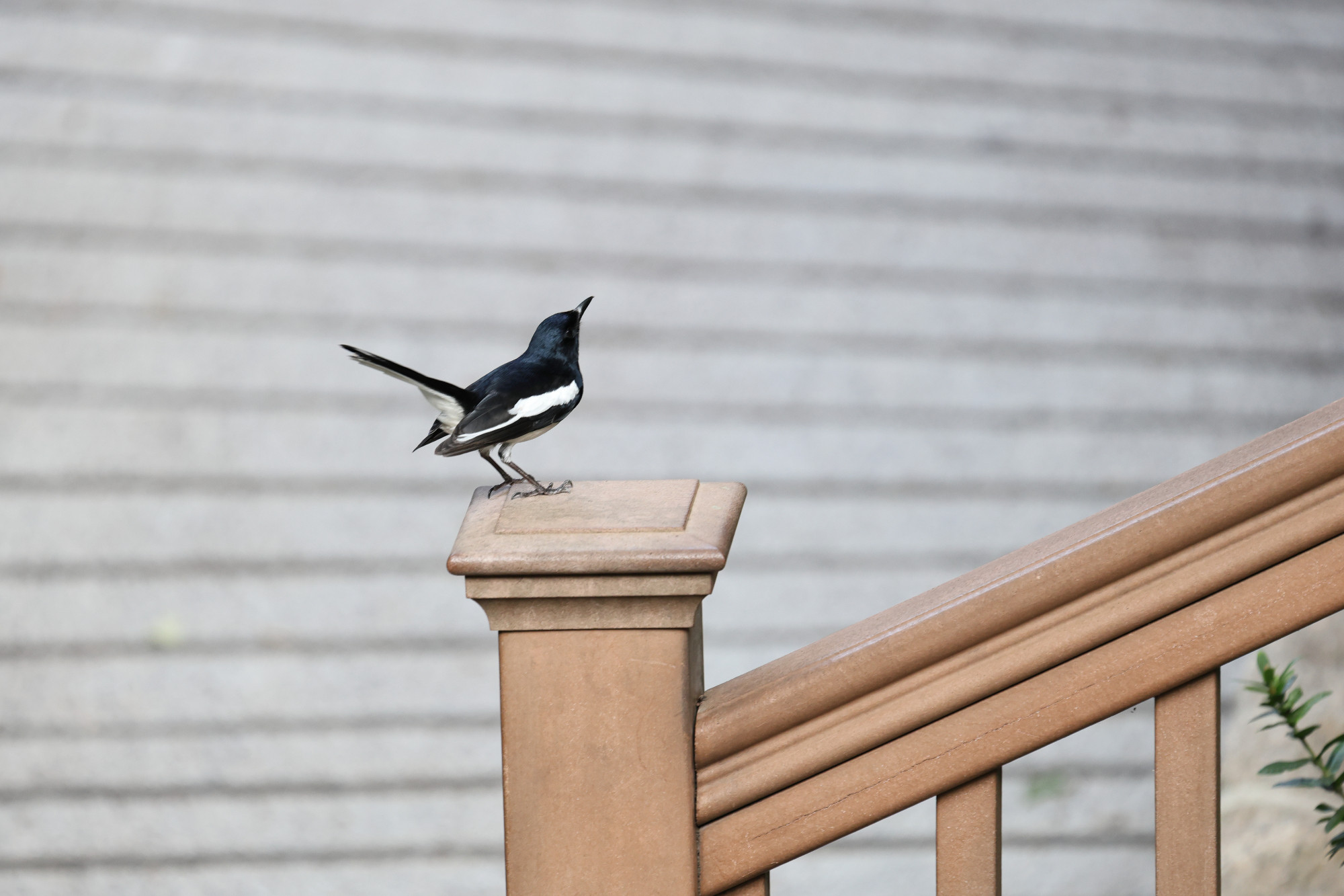 Oriental magpie-robin (Copsychus saularis)