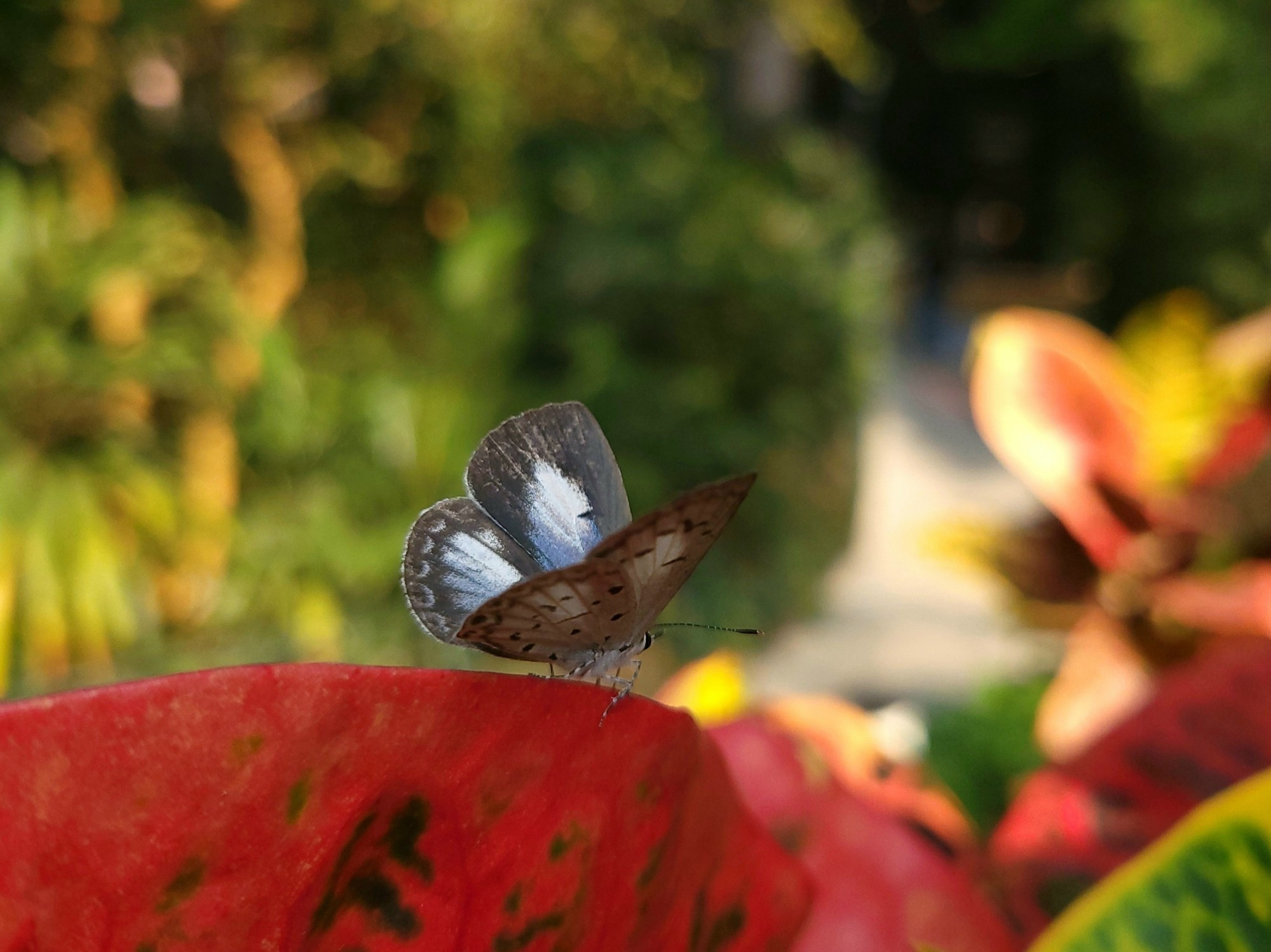 Common hedge blue (Acytolepis puspa)