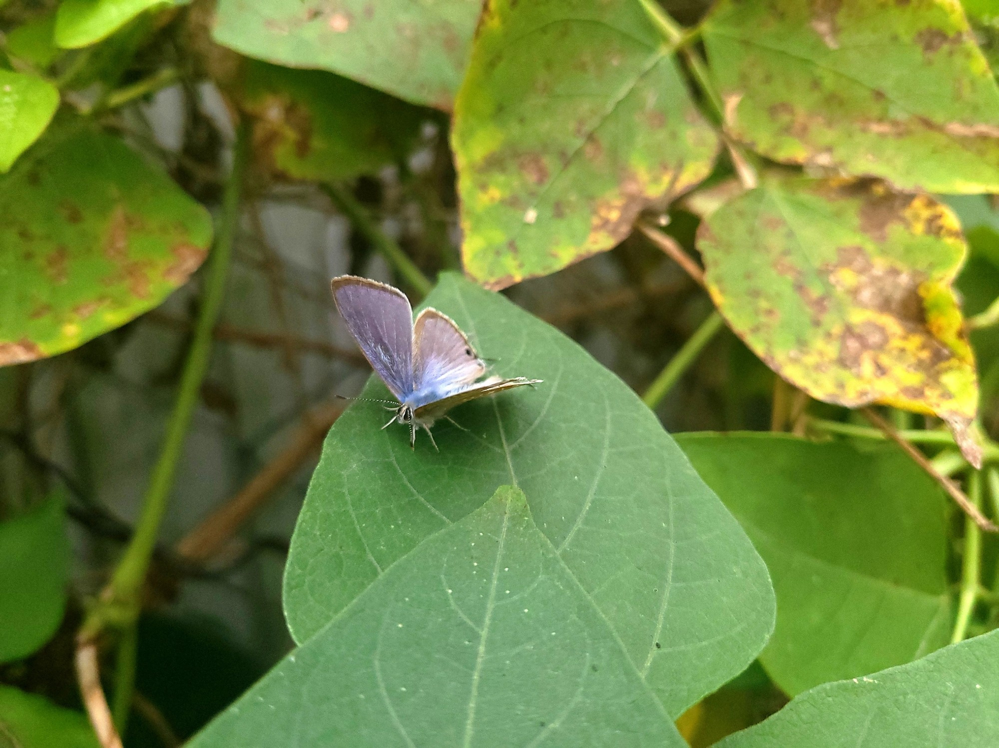 Plains cupid (Luthrodes pandava)