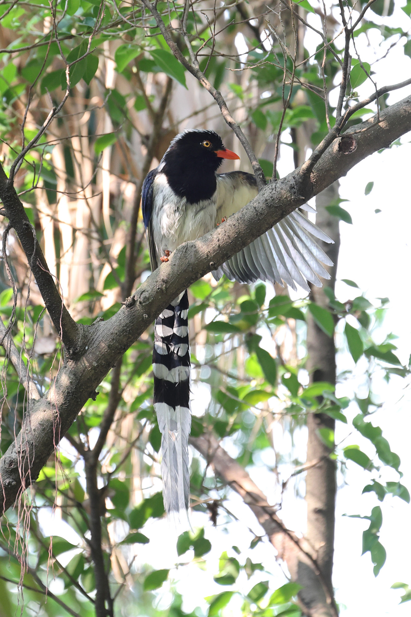 Red-billed blue magpie (Urocissa erythroryncha)