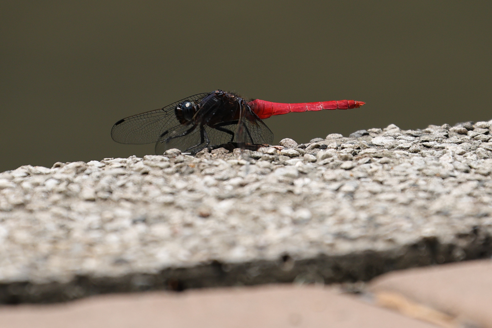 Crimson-tailed marsh hawk (Orthetrum pruinosum)